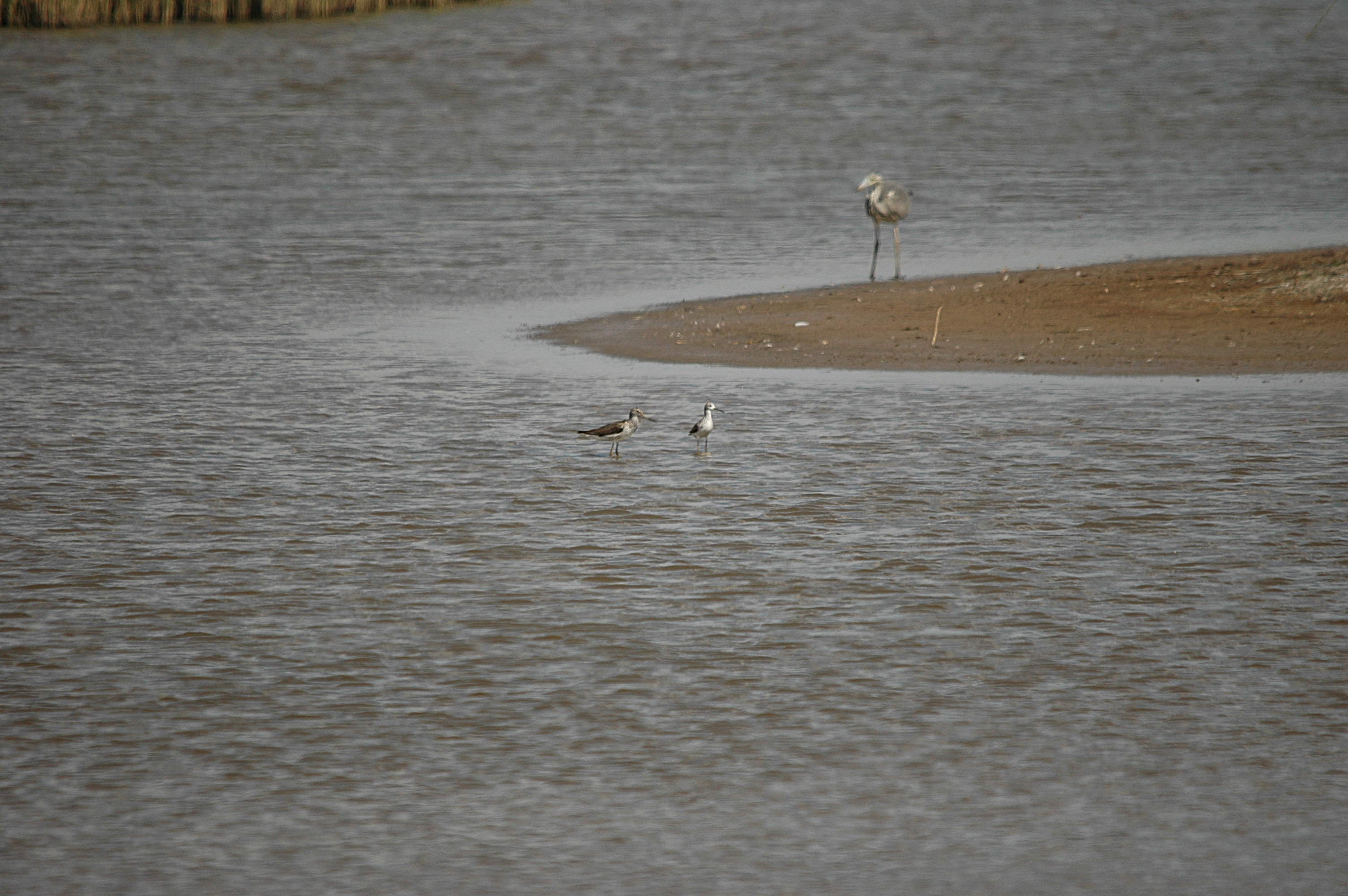 photos/wildlife/Bird_Species/063-Waders/1555-Marsh_Sandpiper/DSC_6763.JPG