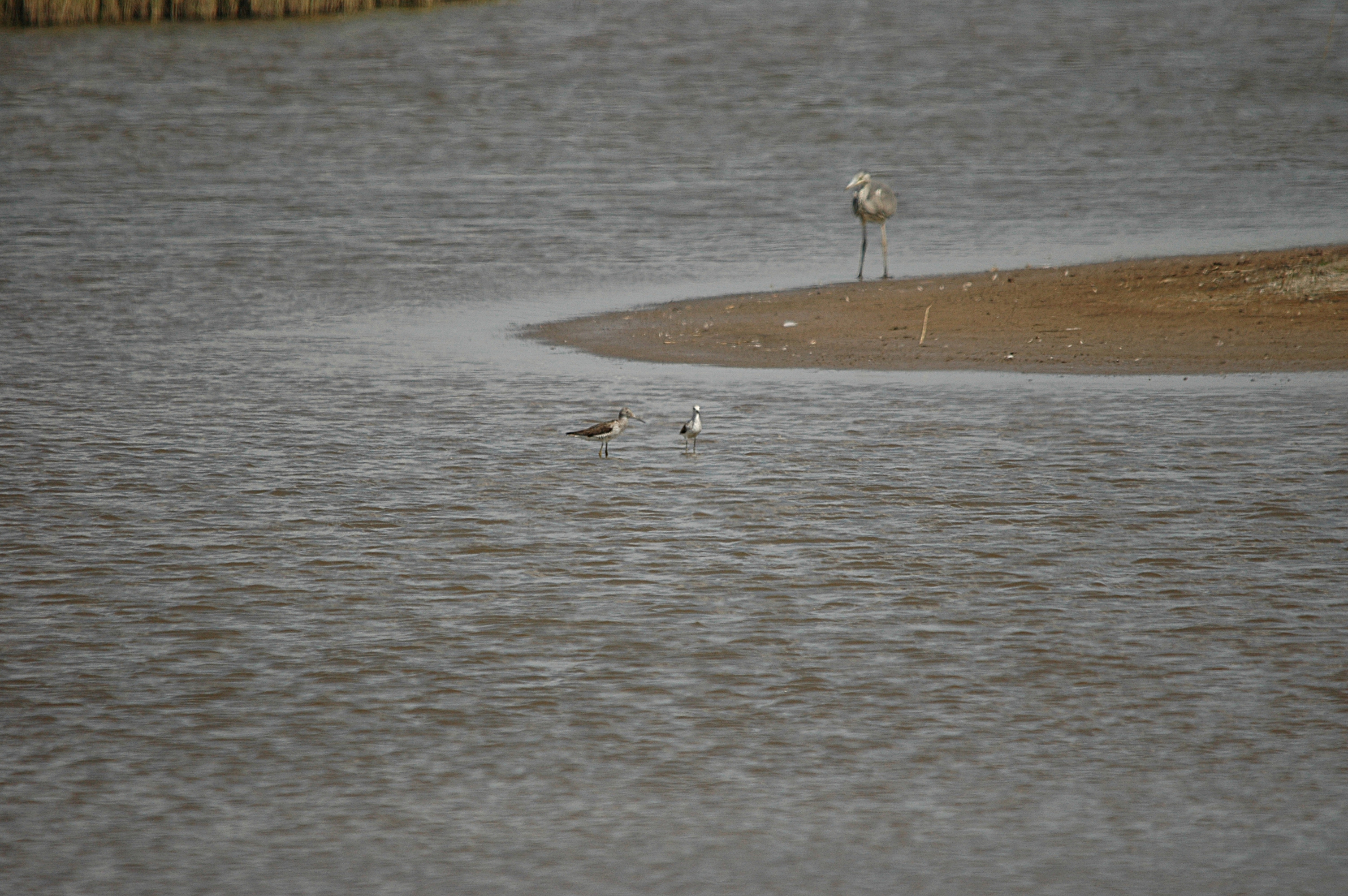 photos/wildlife/Bird_Species/063-Waders/1555-Marsh_Sandpiper/DSC_6764.JPG