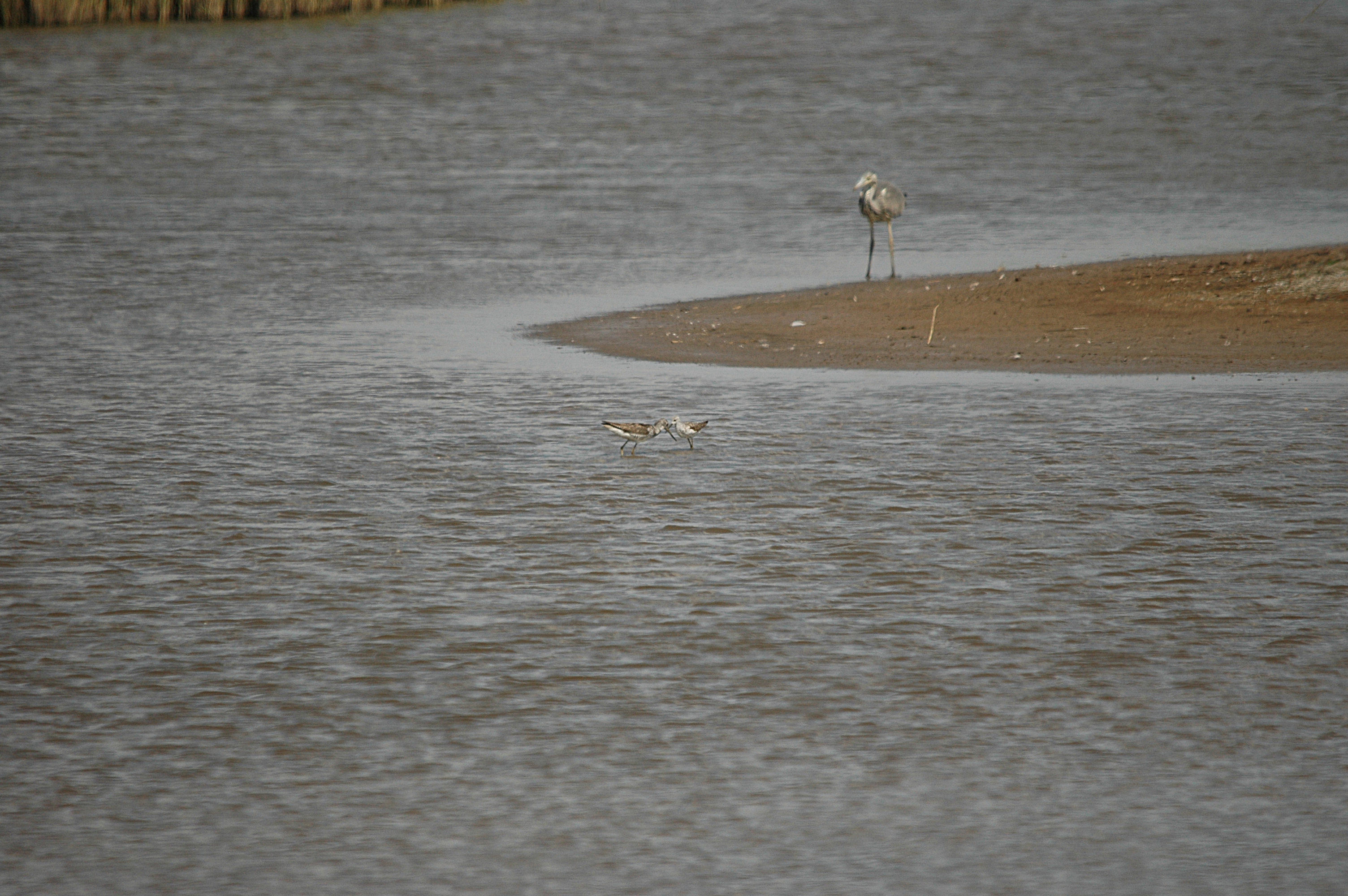 photos/wildlife/Bird_Species/063-Waders/1555-Marsh_Sandpiper/DSC_6765.JPG