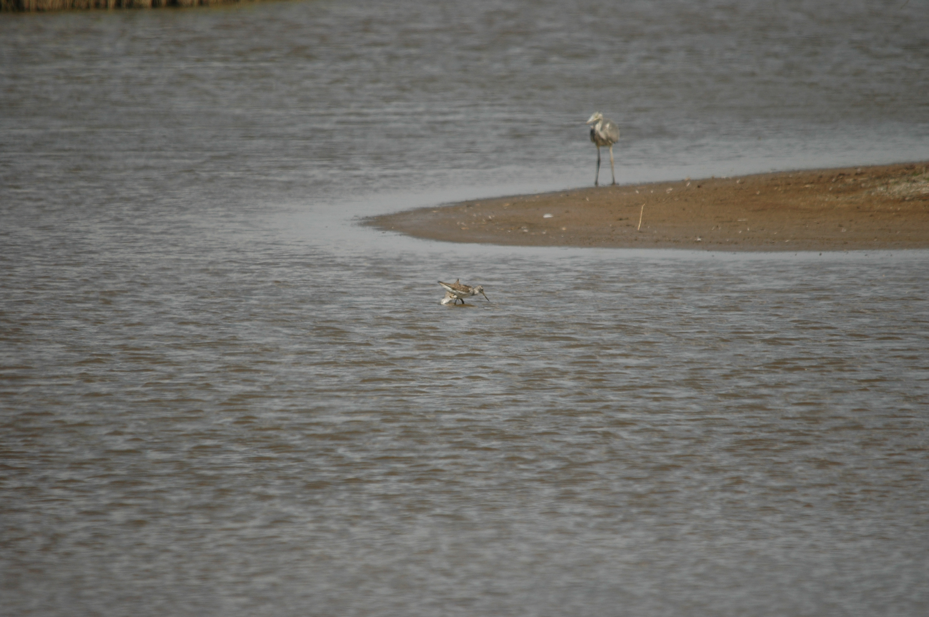 photos/wildlife/Bird_Species/063-Waders/1555-Marsh_Sandpiper/DSC_6766.JPG