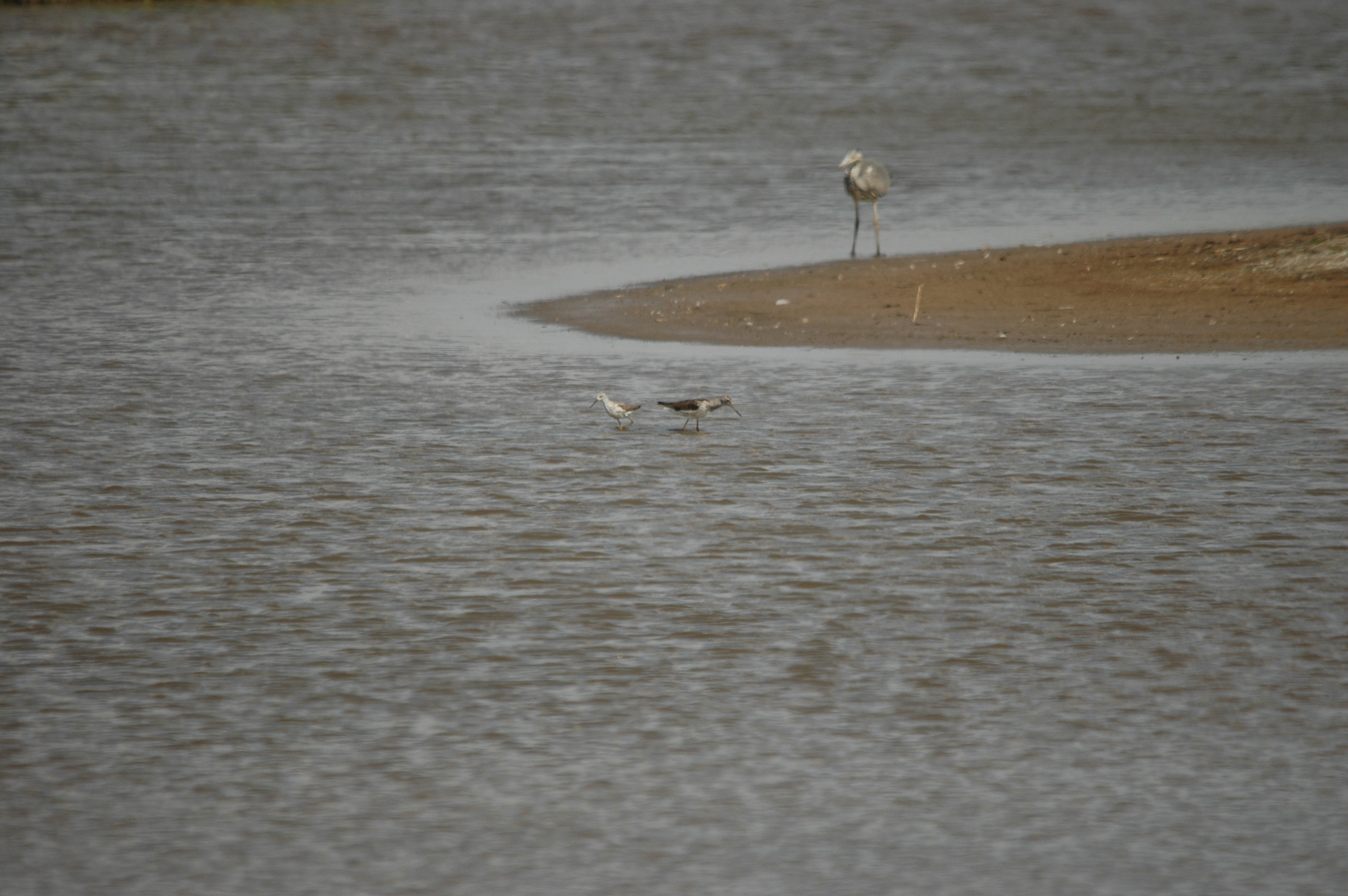 photos/wildlife/Bird_Species/063-Waders/1555-Marsh_Sandpiper/DSC_6767.JPG
