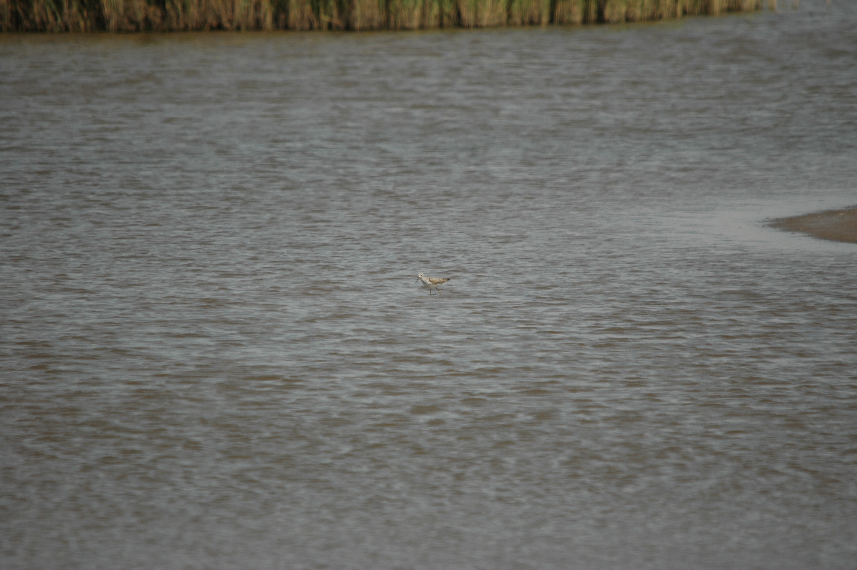 photos/wildlife/Bird_Species/063-Waders/1555-Marsh_Sandpiper/DSC_6773.JPG