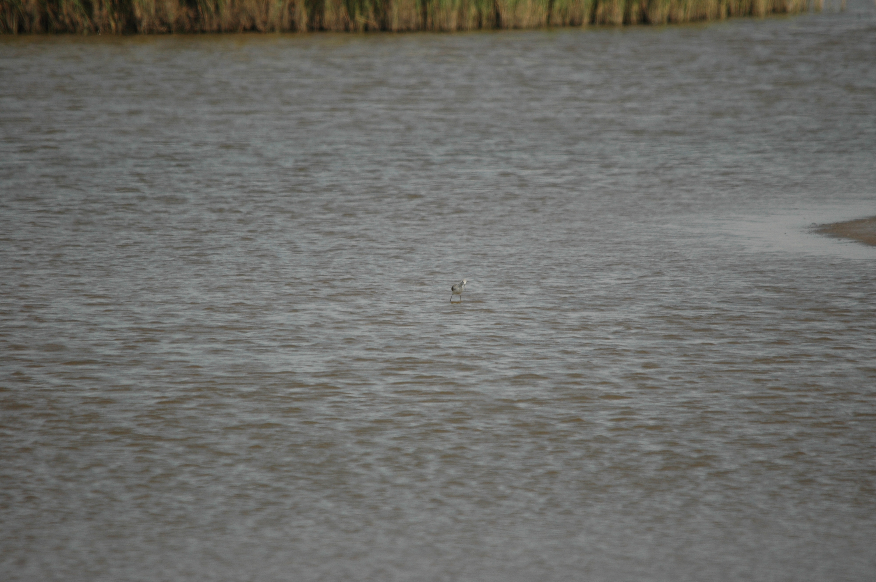 photos/wildlife/Bird_Species/063-Waders/1555-Marsh_Sandpiper/DSC_6774.JPG