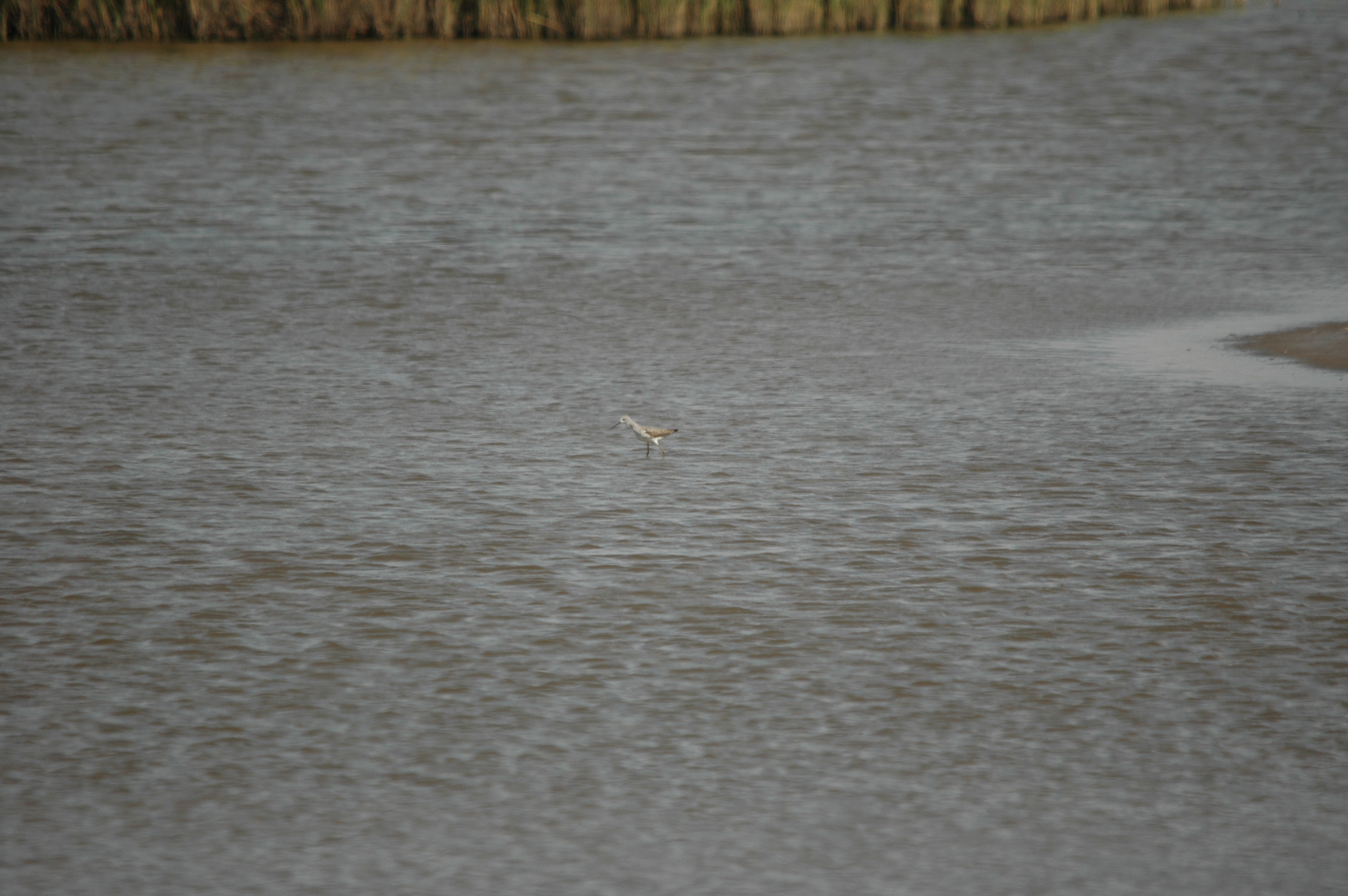 photos/wildlife/Bird_Species/063-Waders/1555-Marsh_Sandpiper/DSC_6775.JPG