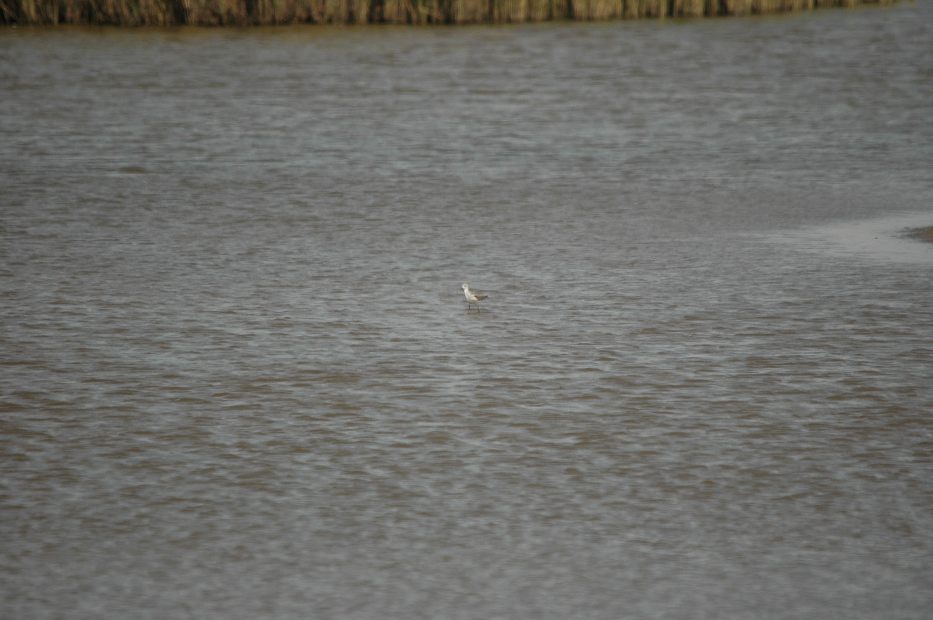 photos/wildlife/Bird_Species/063-Waders/1555-Marsh_Sandpiper/DSC_6776.JPG