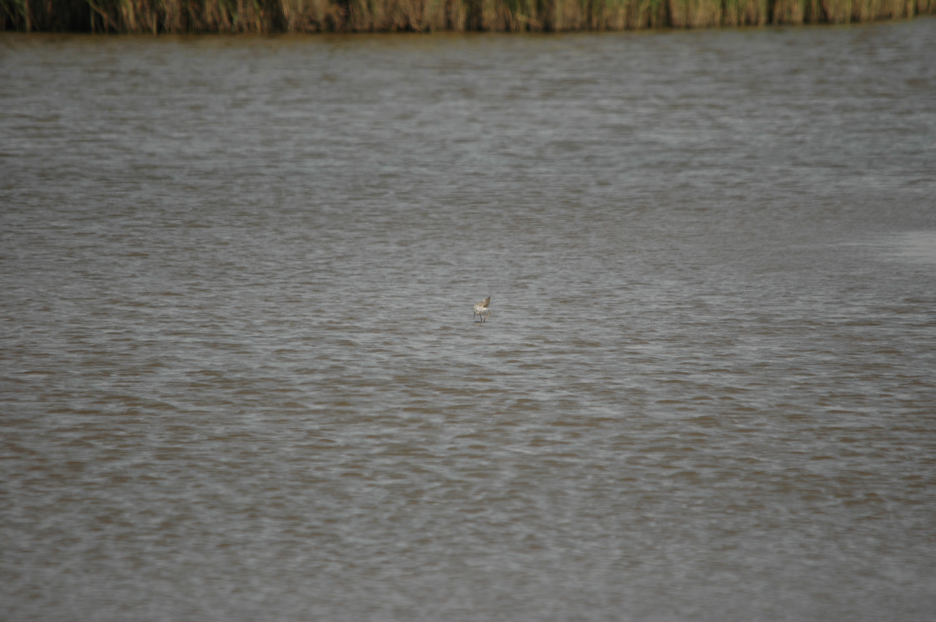 photos/wildlife/Bird_Species/063-Waders/1555-Marsh_Sandpiper/DSC_6777.JPG
