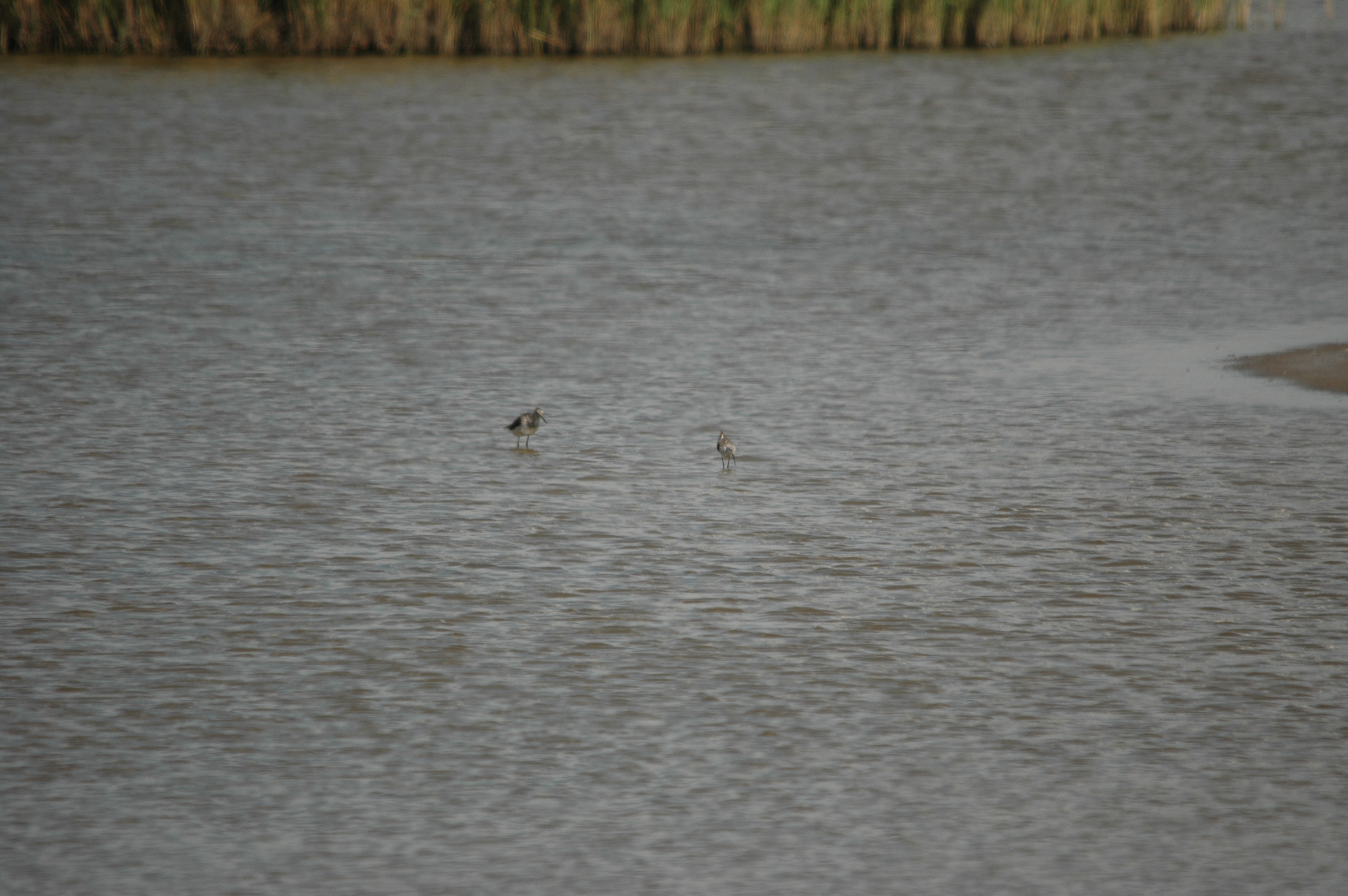 photos/wildlife/Bird_Species/063-Waders/1555-Marsh_Sandpiper/DSC_6778.JPG