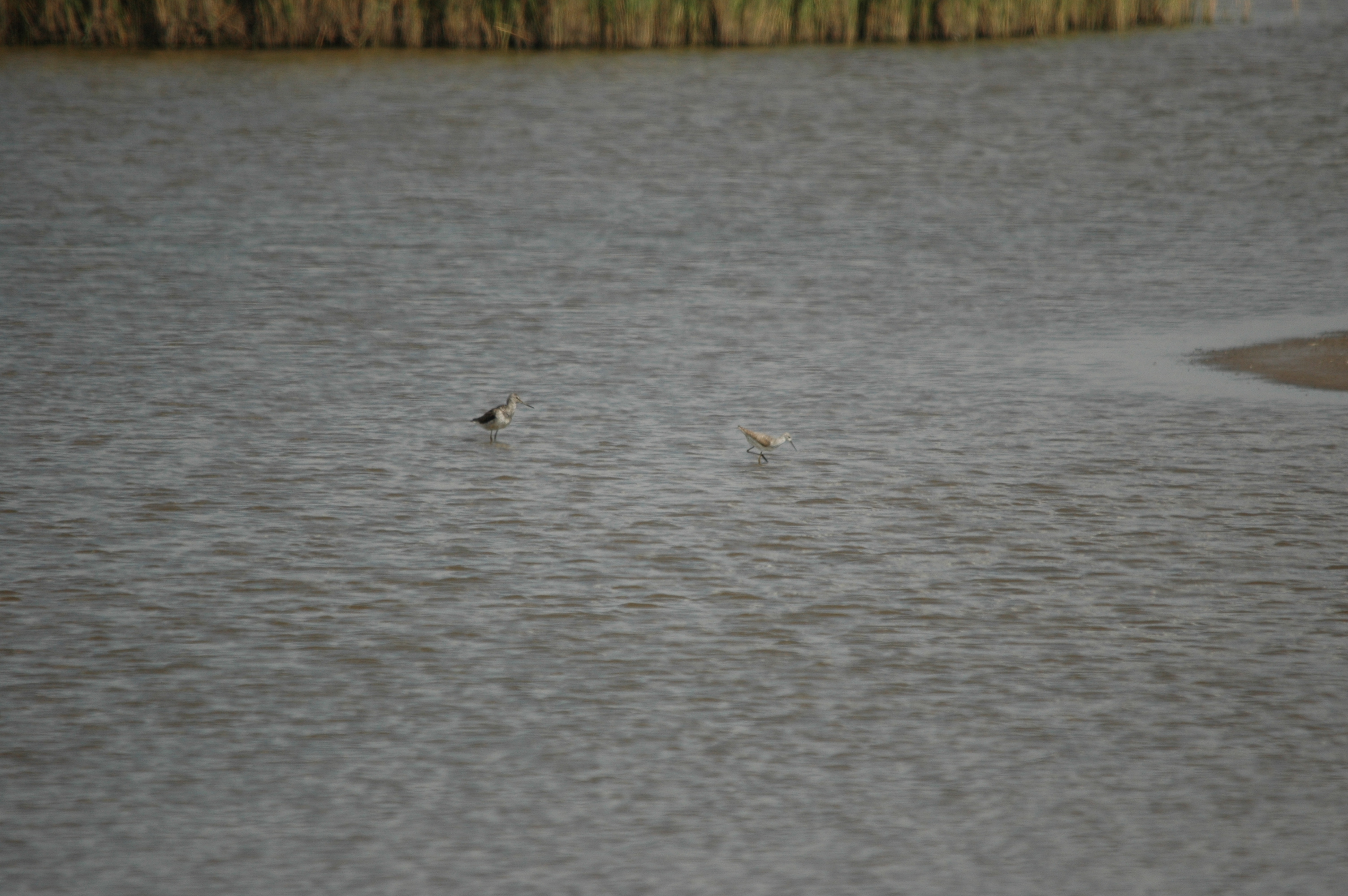 photos/wildlife/Bird_Species/063-Waders/1555-Marsh_Sandpiper/DSC_6780.JPG