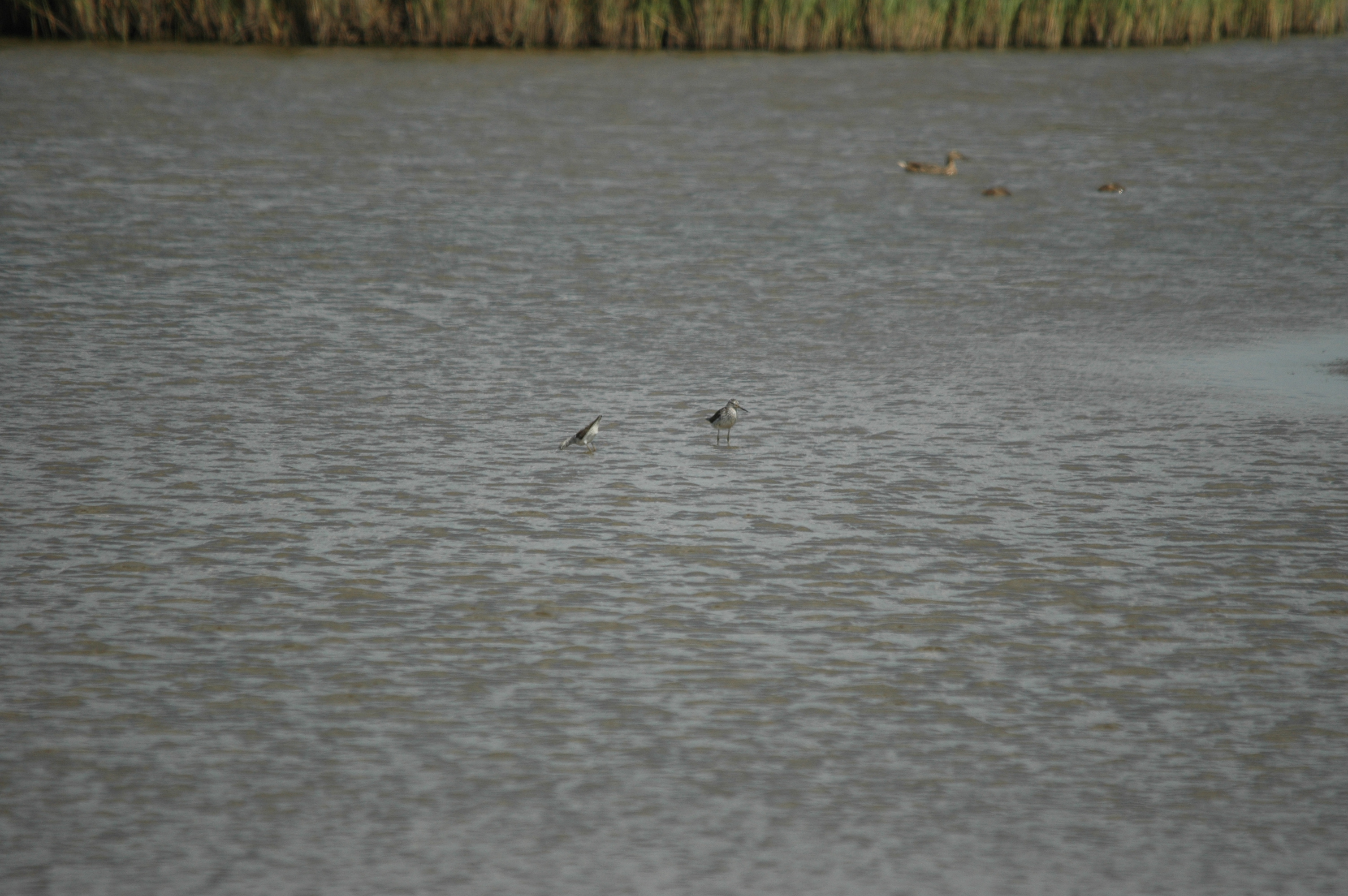 photos/wildlife/Bird_Species/063-Waders/1555-Marsh_Sandpiper/DSC_6796.JPG