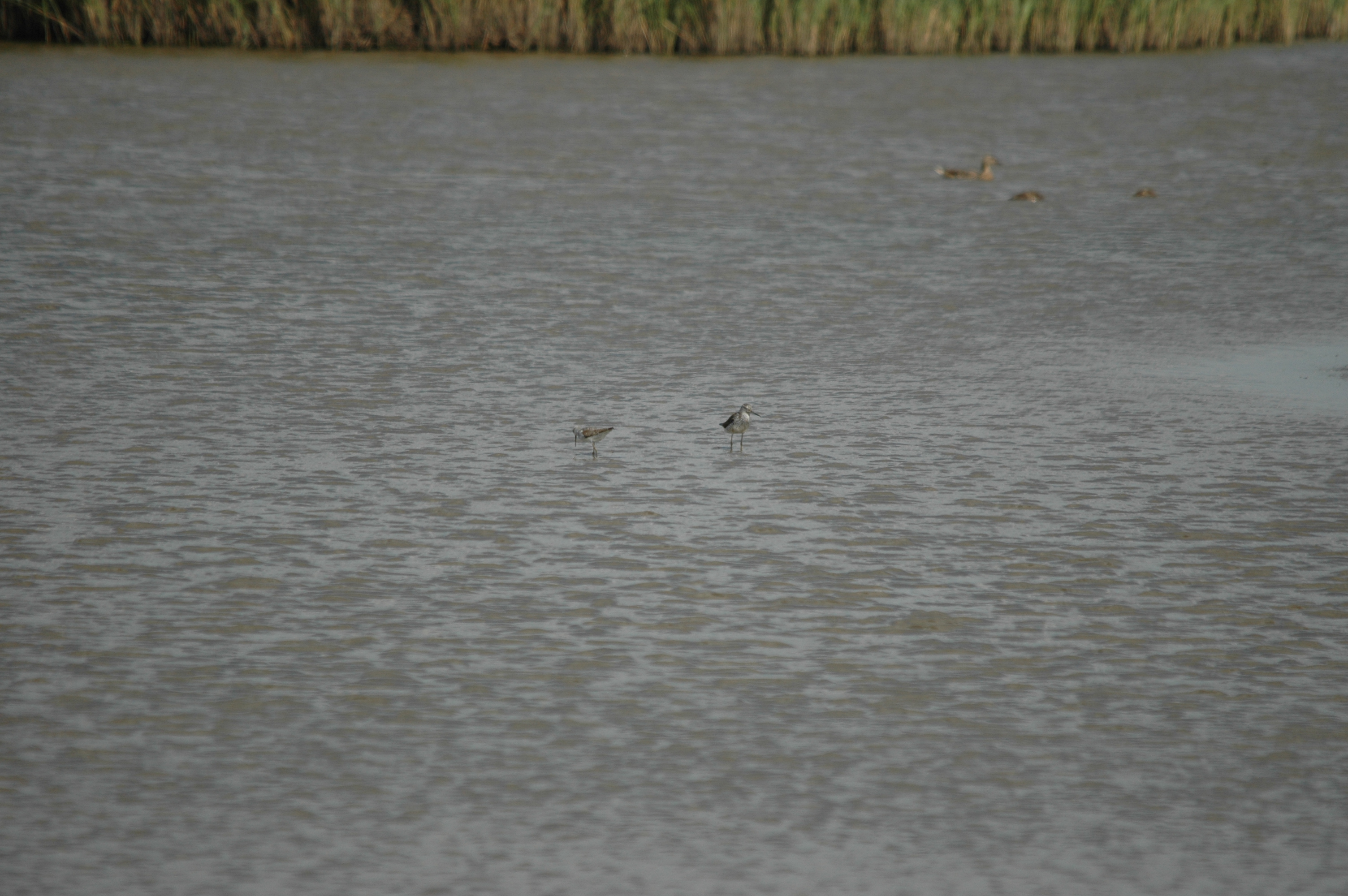 photos/wildlife/Bird_Species/063-Waders/1555-Marsh_Sandpiper/DSC_6797.JPG
