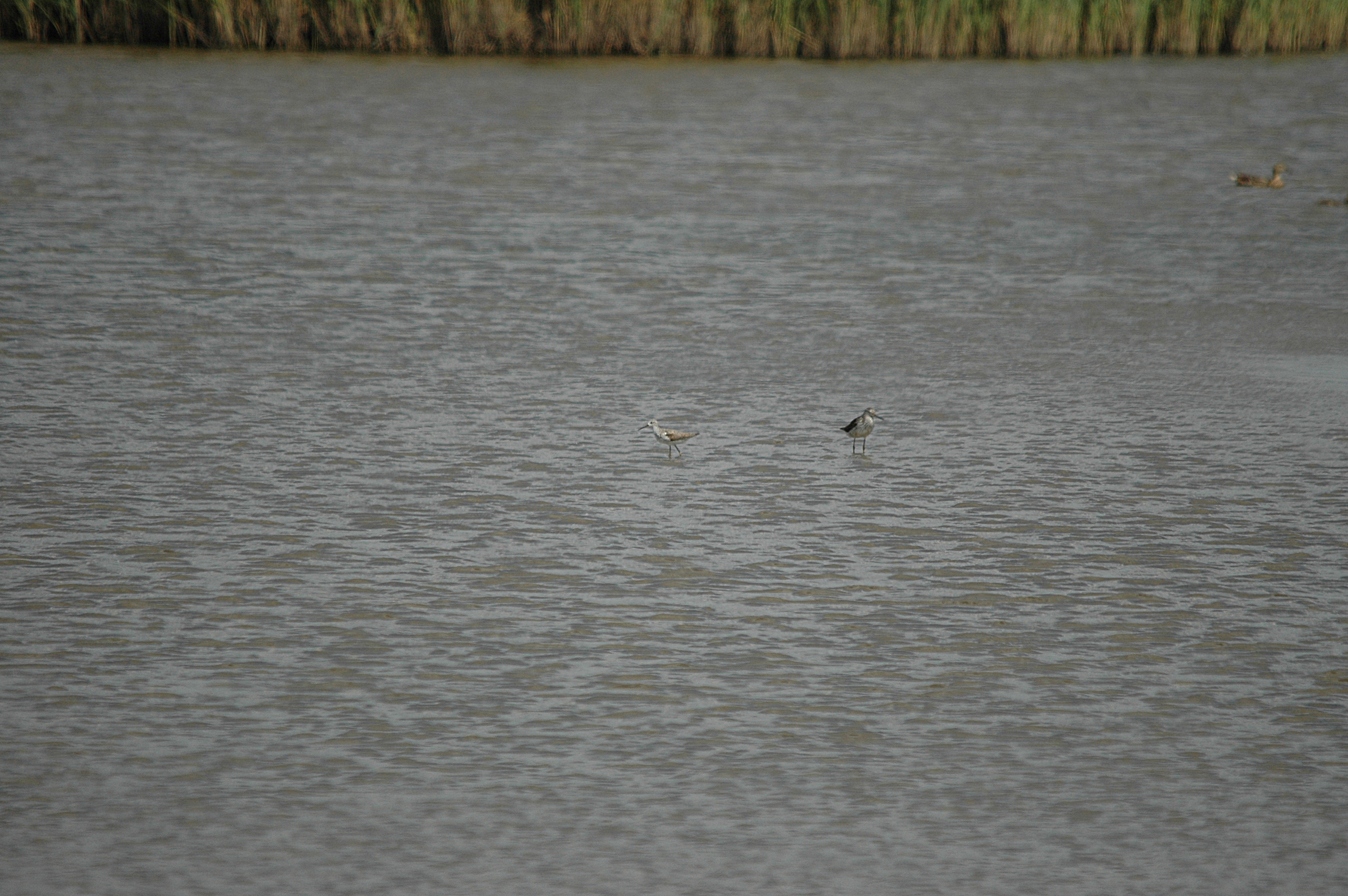 photos/wildlife/Bird_Species/063-Waders/1555-Marsh_Sandpiper/DSC_6798.JPG