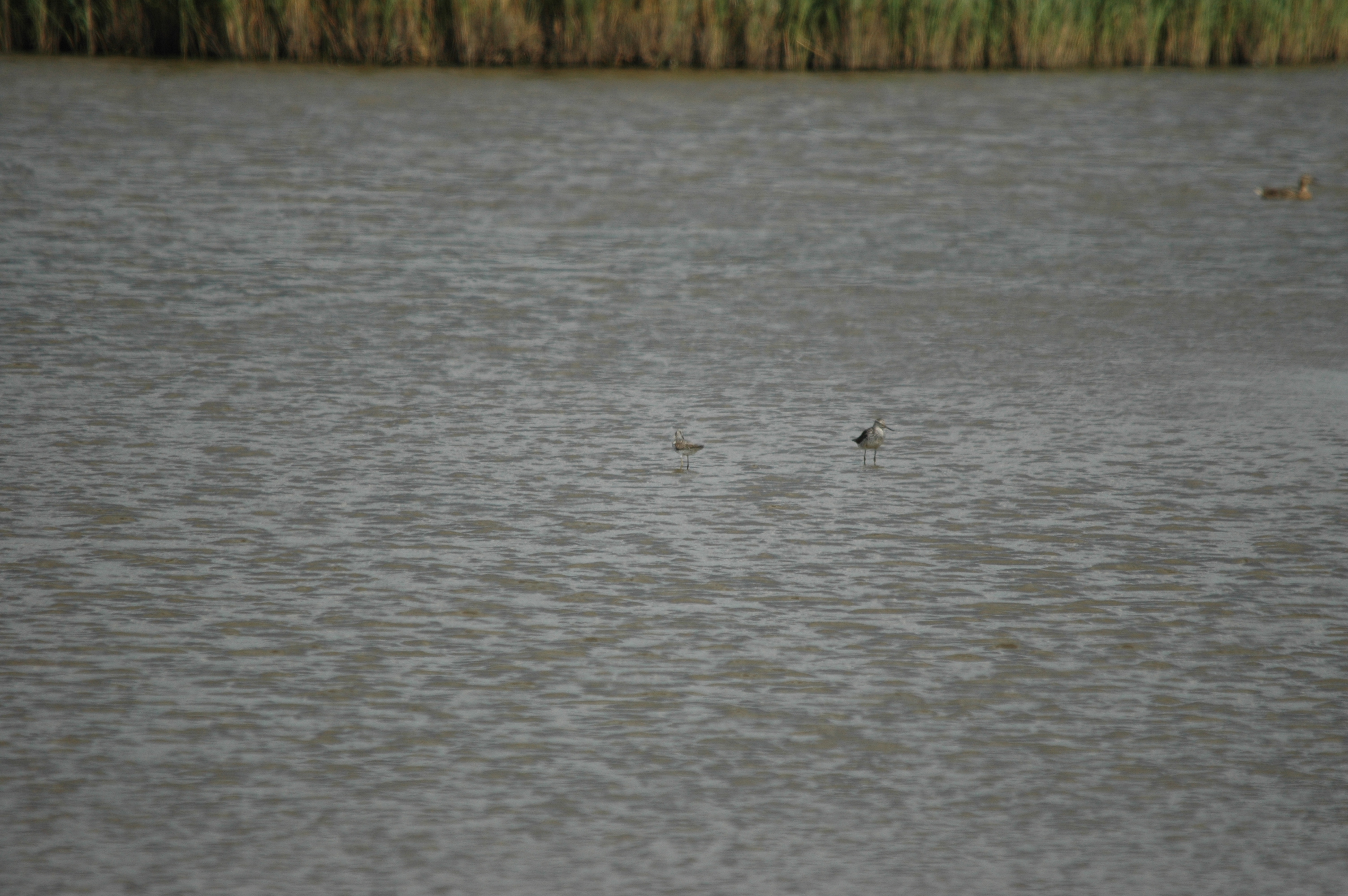 photos/wildlife/Bird_Species/063-Waders/1555-Marsh_Sandpiper/DSC_6799.JPG
