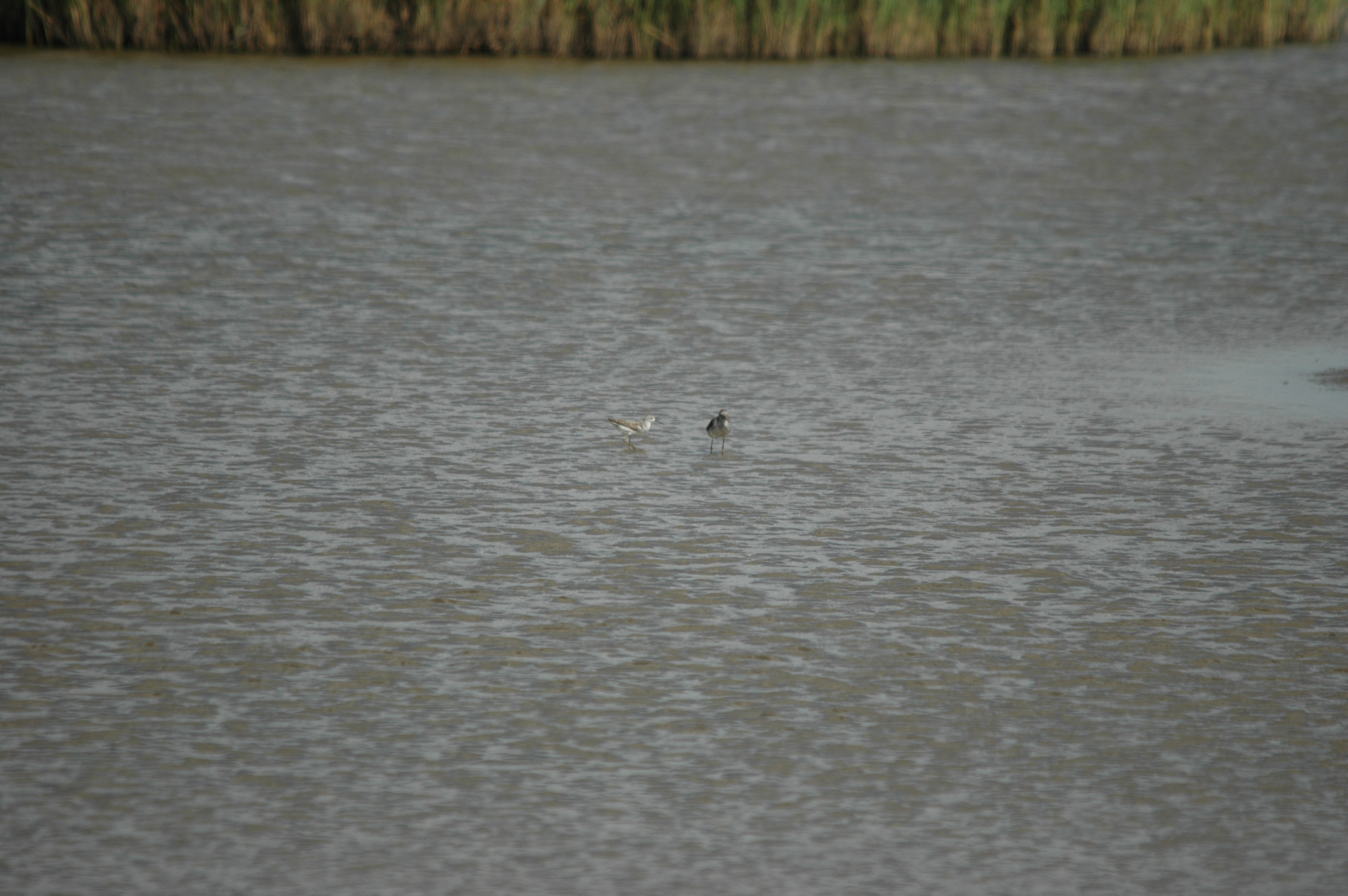 photos/wildlife/Bird_Species/063-Waders/1555-Marsh_Sandpiper/DSC_6800.JPG