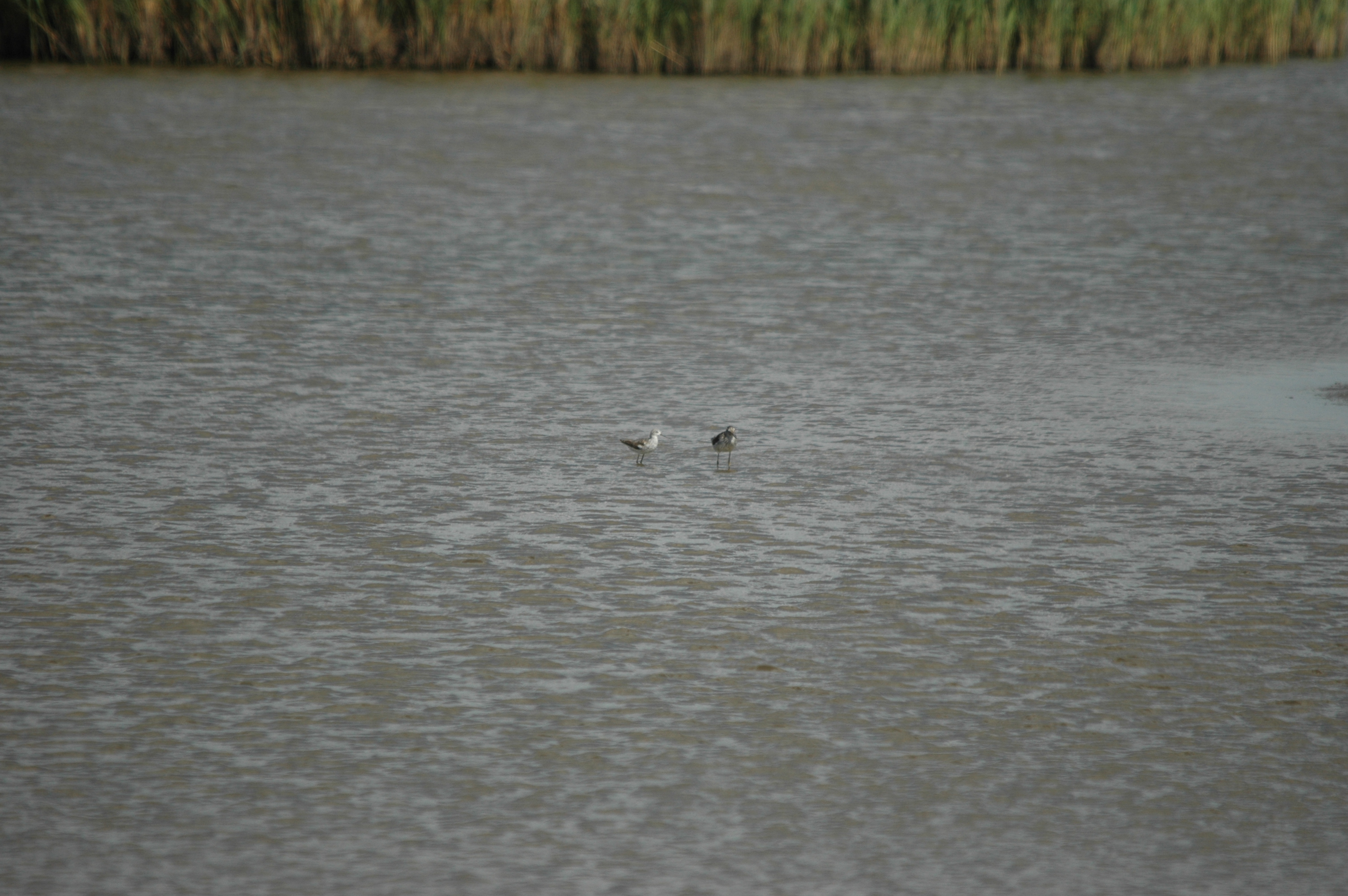 photos/wildlife/Bird_Species/063-Waders/1555-Marsh_Sandpiper/DSC_6801.JPG
