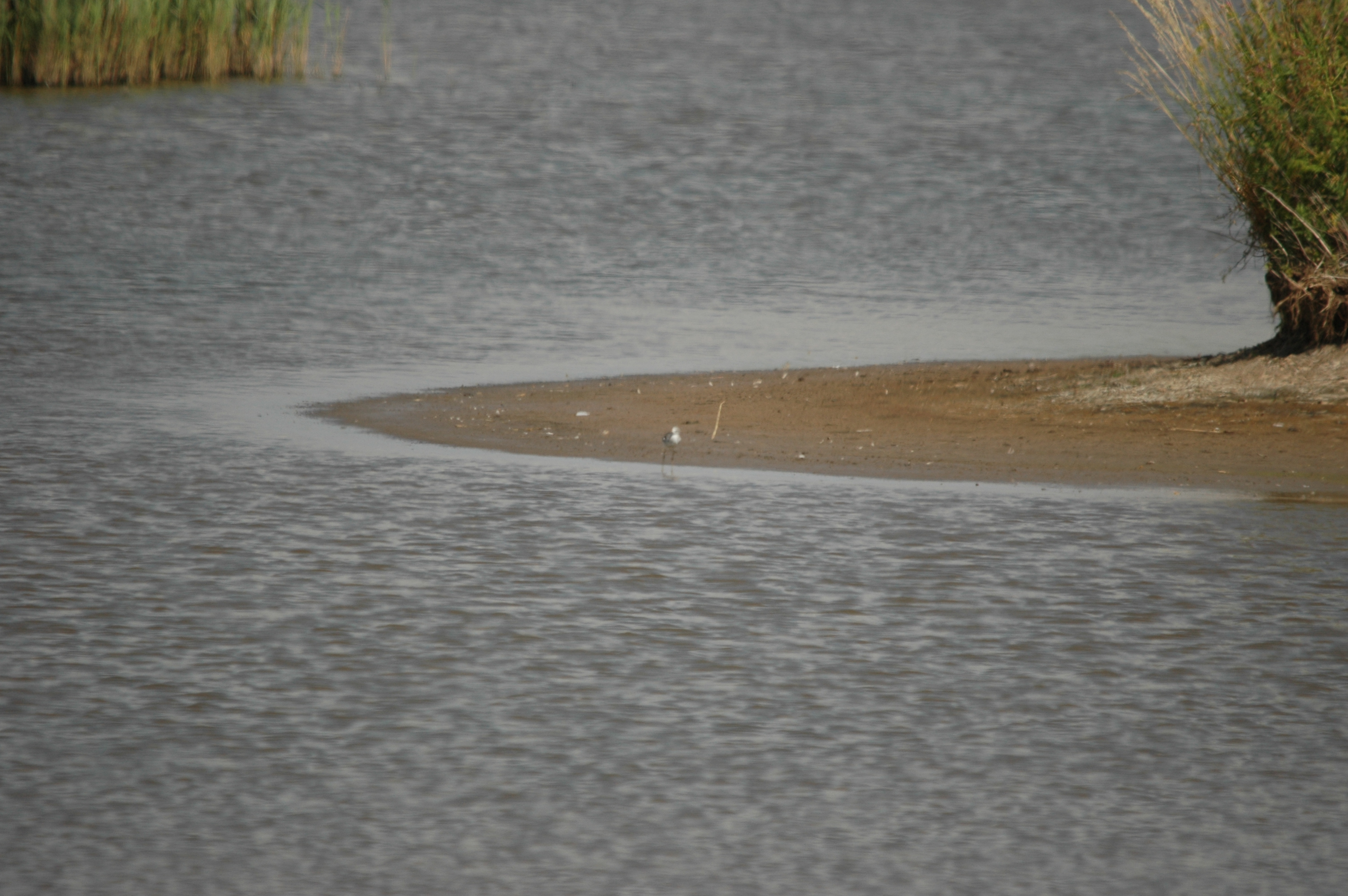 photos/wildlife/Bird_Species/063-Waders/1555-Marsh_Sandpiper/DSC_6802.JPG