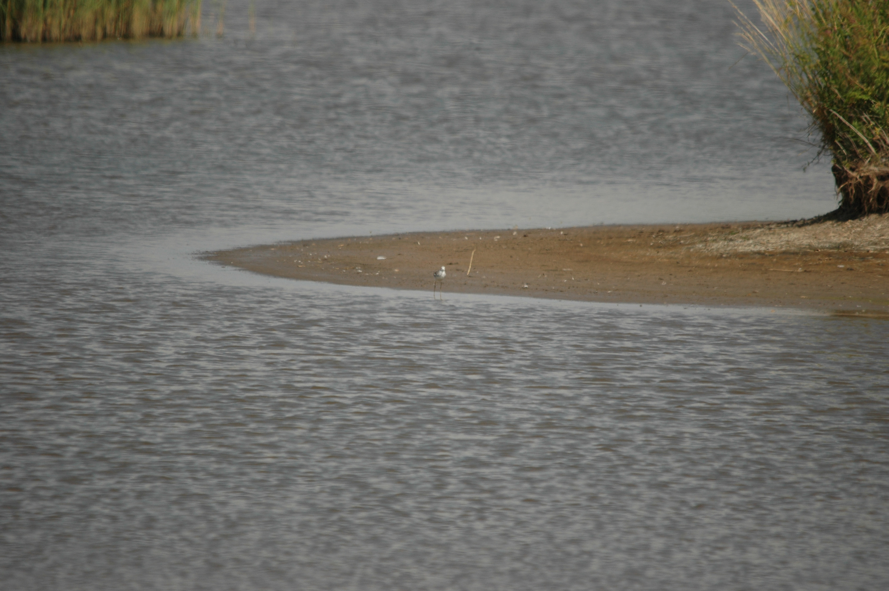 photos/wildlife/Bird_Species/063-Waders/1555-Marsh_Sandpiper/DSC_6803.JPG
