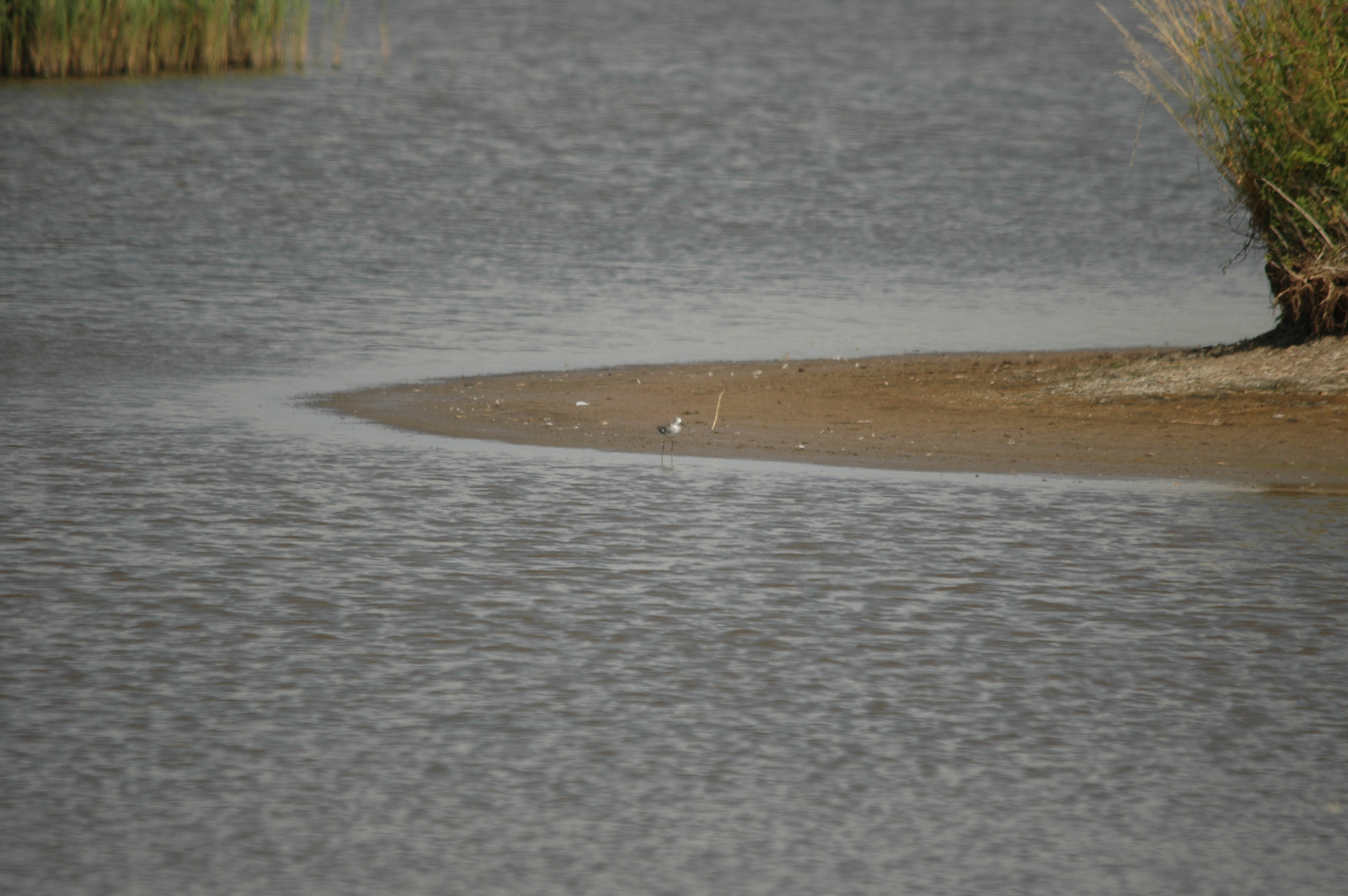 photos/wildlife/Bird_Species/063-Waders/1555-Marsh_Sandpiper/DSC_6806.JPG