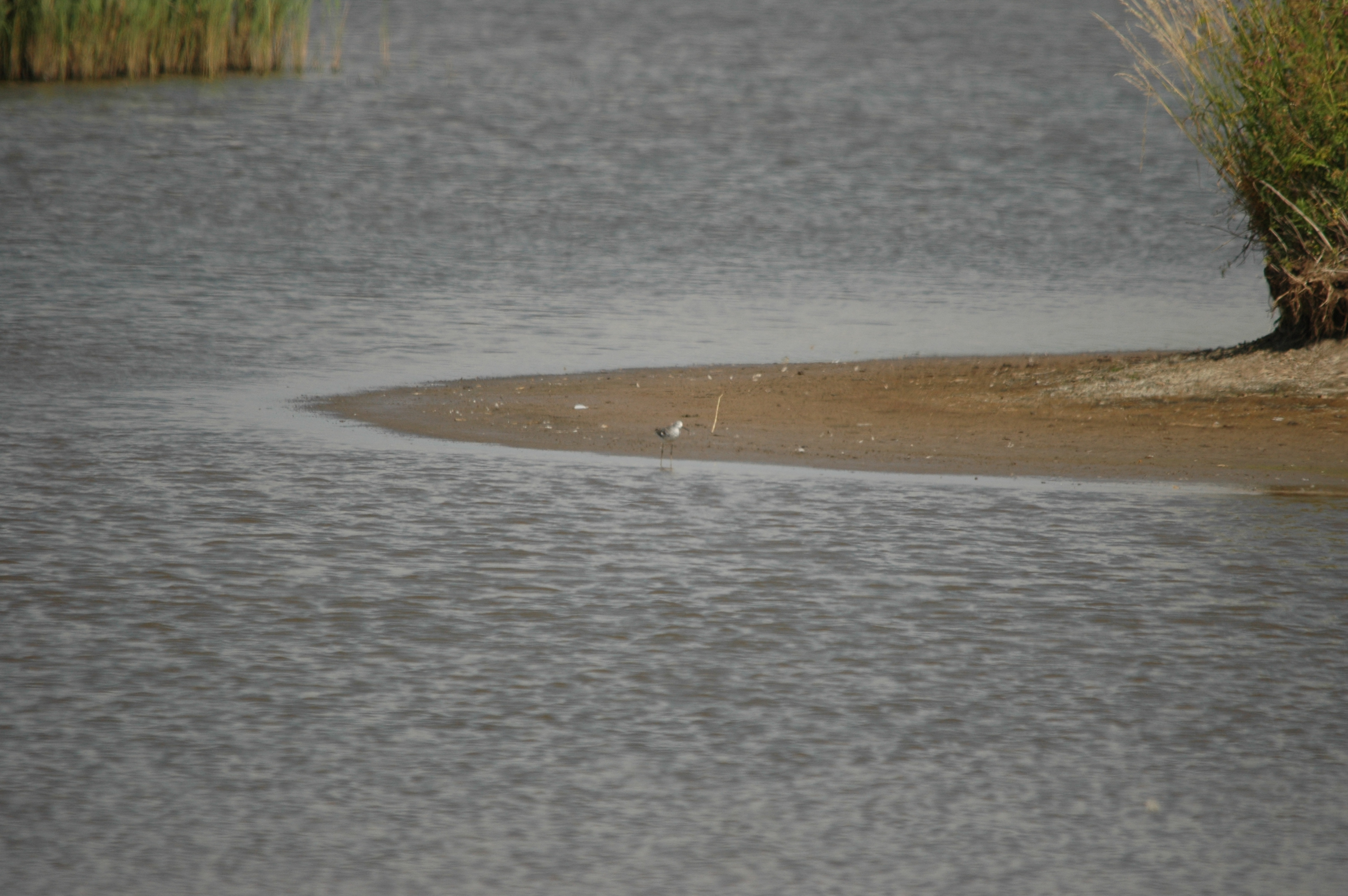 photos/wildlife/Bird_Species/063-Waders/1555-Marsh_Sandpiper/DSC_6807.JPG