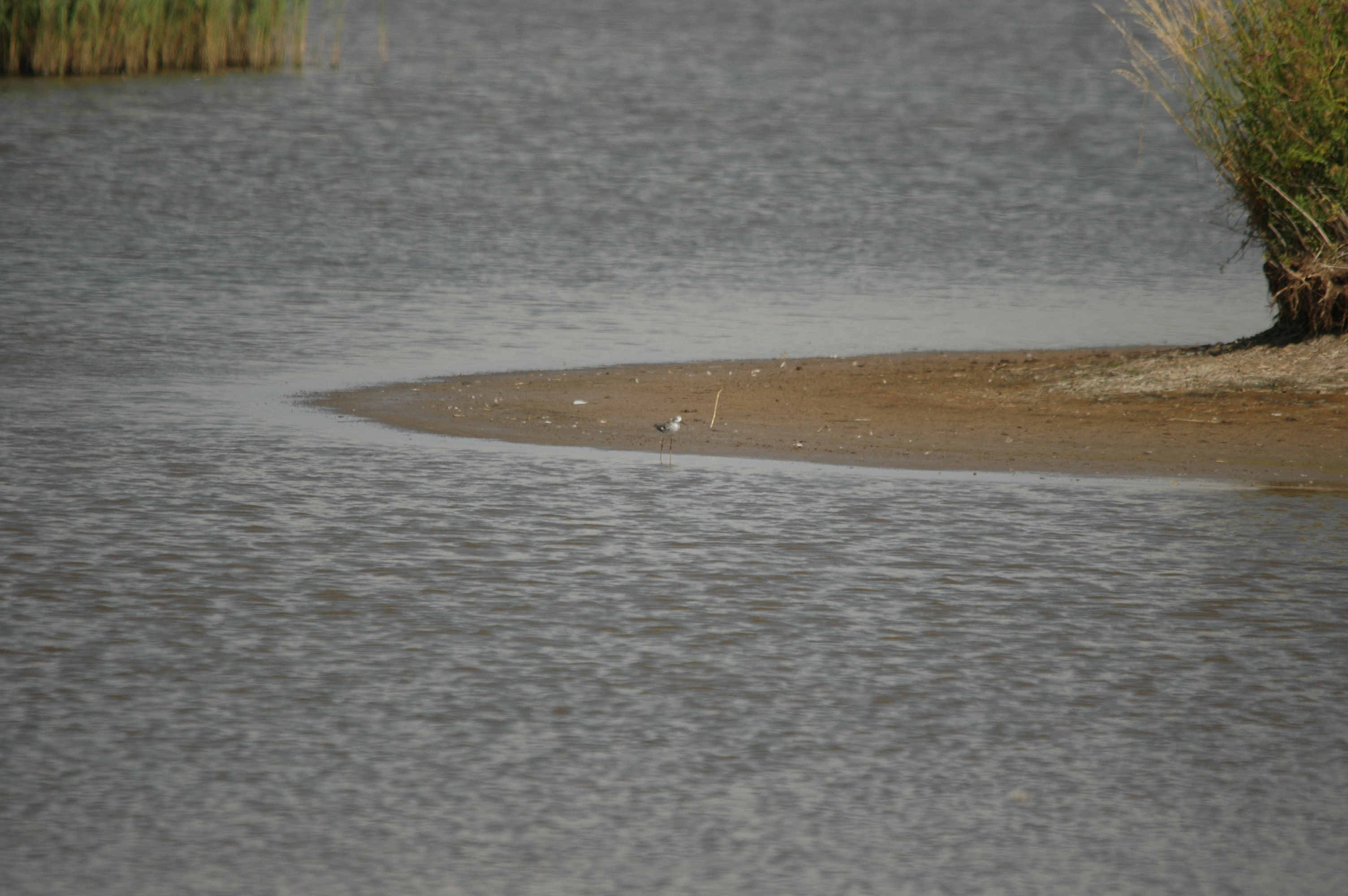 photos/wildlife/Bird_Species/063-Waders/1555-Marsh_Sandpiper/DSC_6808.JPG