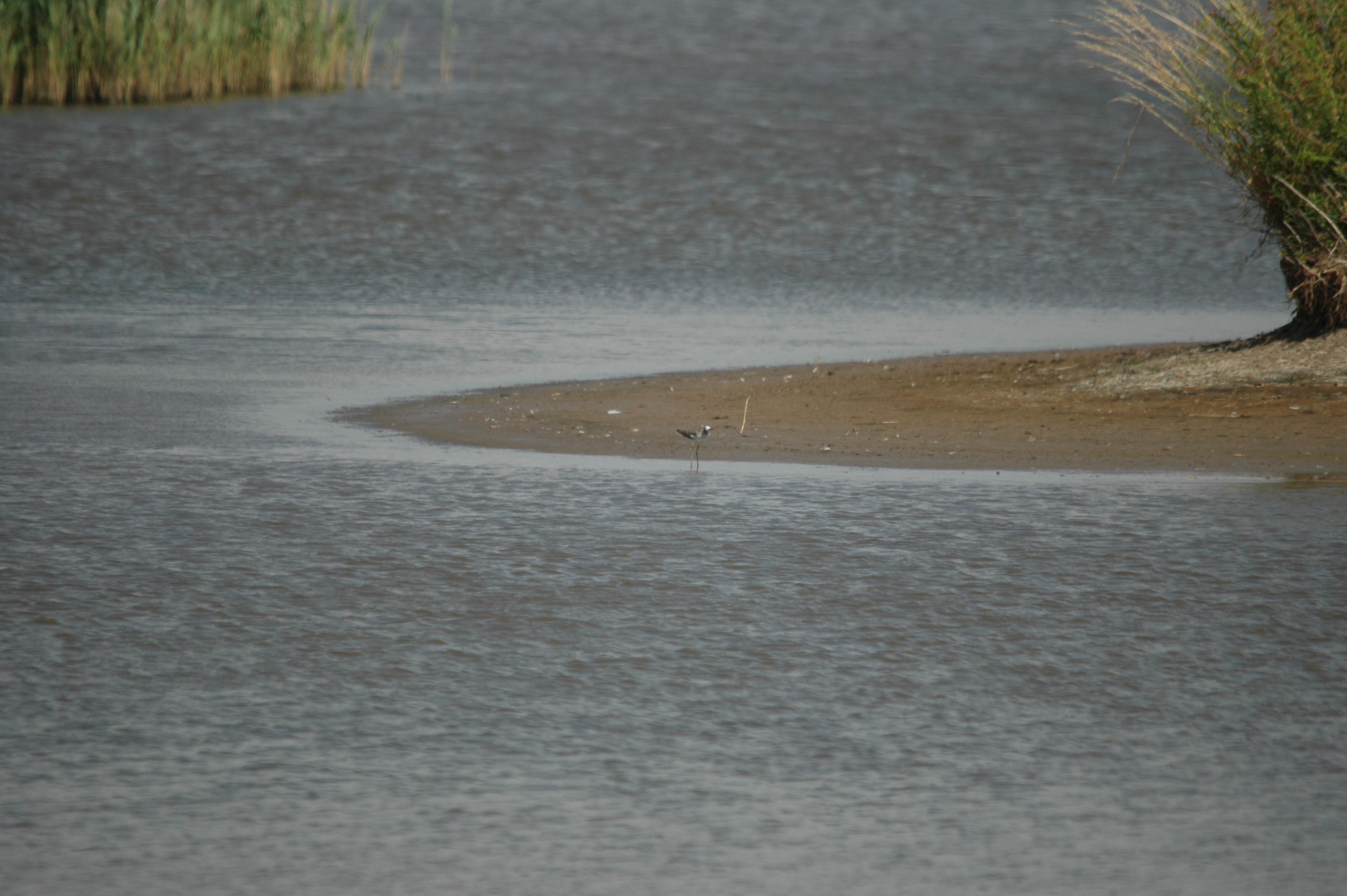 photos/wildlife/Bird_Species/063-Waders/1555-Marsh_Sandpiper/DSC_6809.JPG