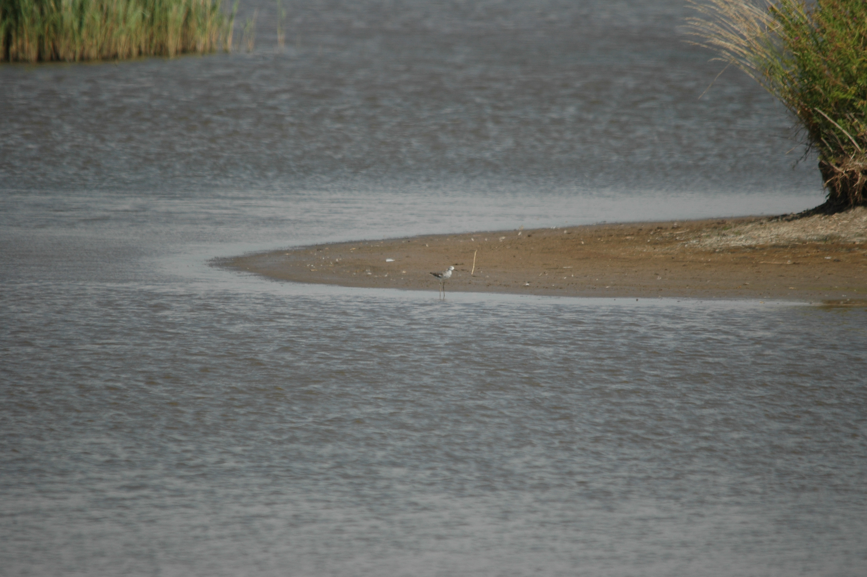 photos/wildlife/Bird_Species/063-Waders/1555-Marsh_Sandpiper/DSC_6810.JPG