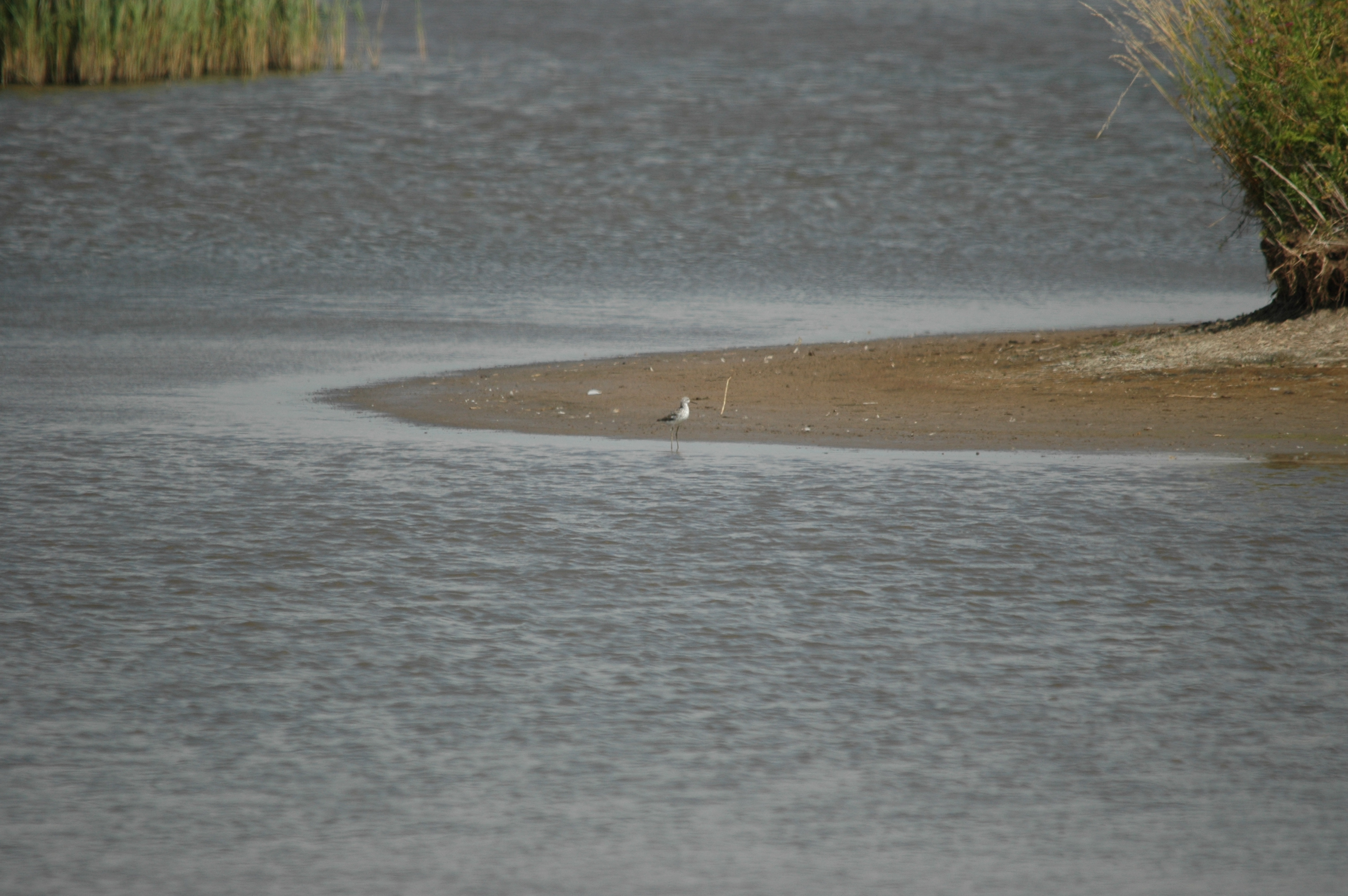 photos/wildlife/Bird_Species/063-Waders/1555-Marsh_Sandpiper/DSC_6811.JPG