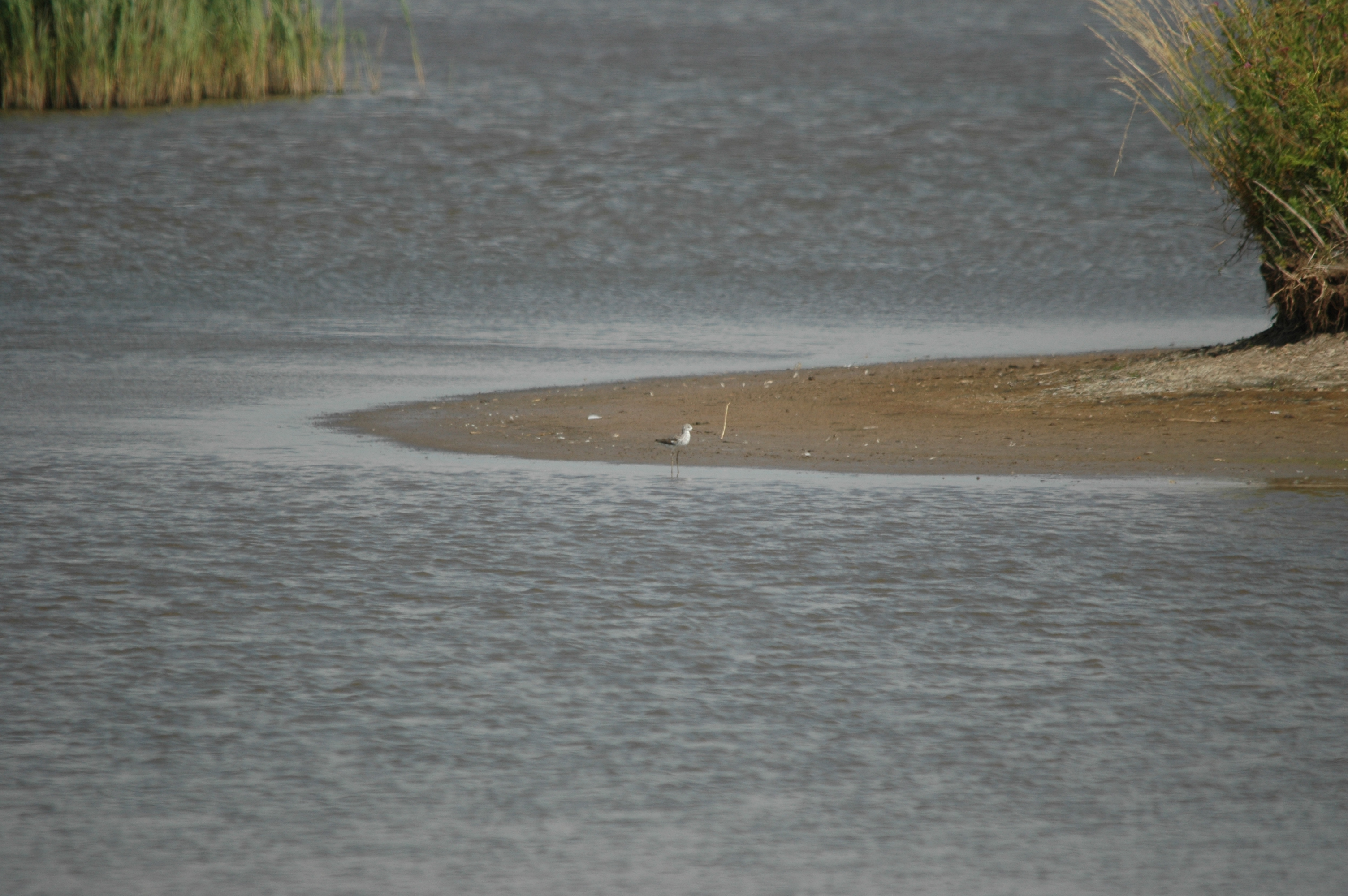 photos/wildlife/Bird_Species/063-Waders/1555-Marsh_Sandpiper/DSC_6812.JPG