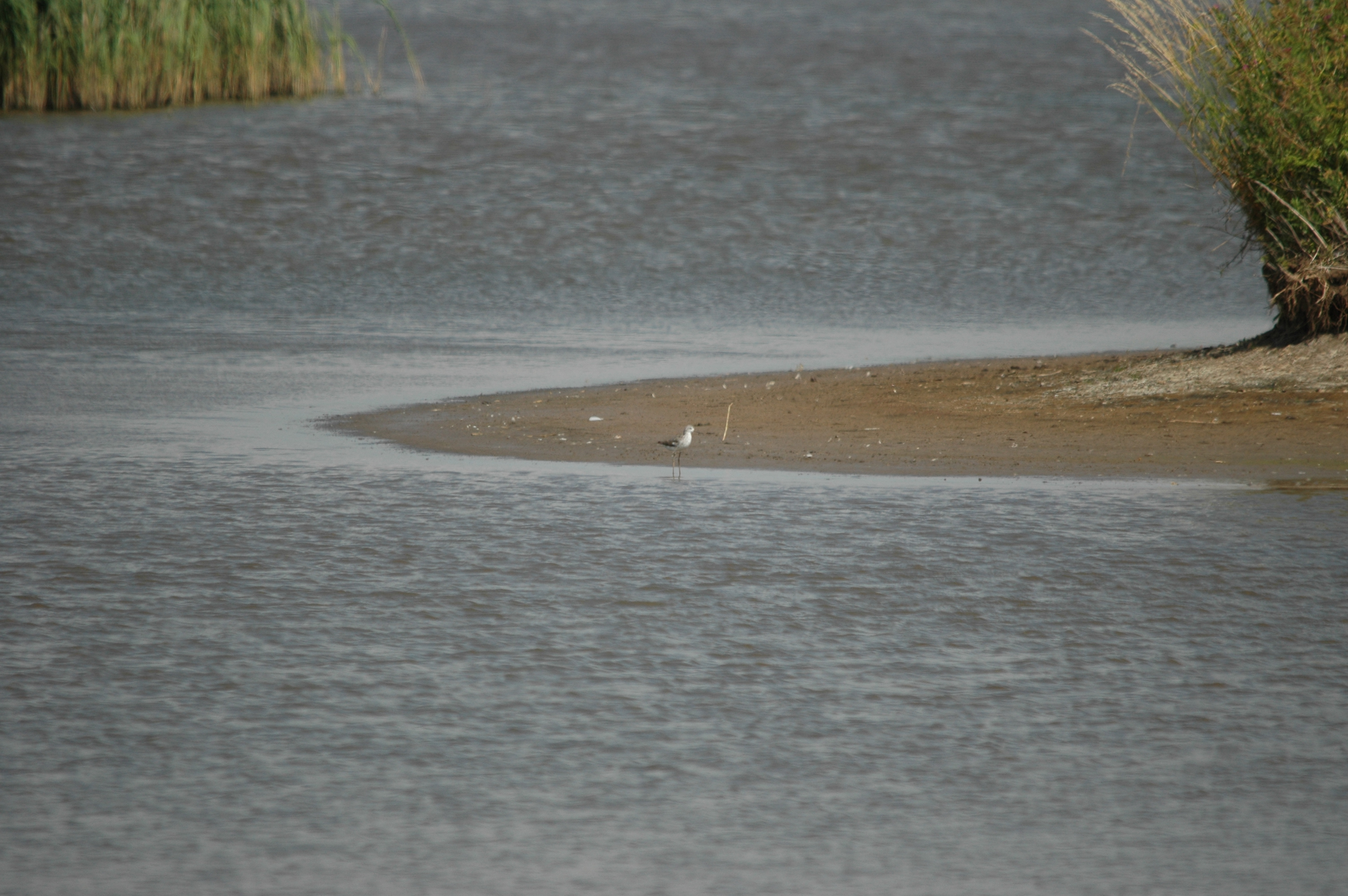 photos/wildlife/Bird_Species/063-Waders/1555-Marsh_Sandpiper/DSC_6813.JPG