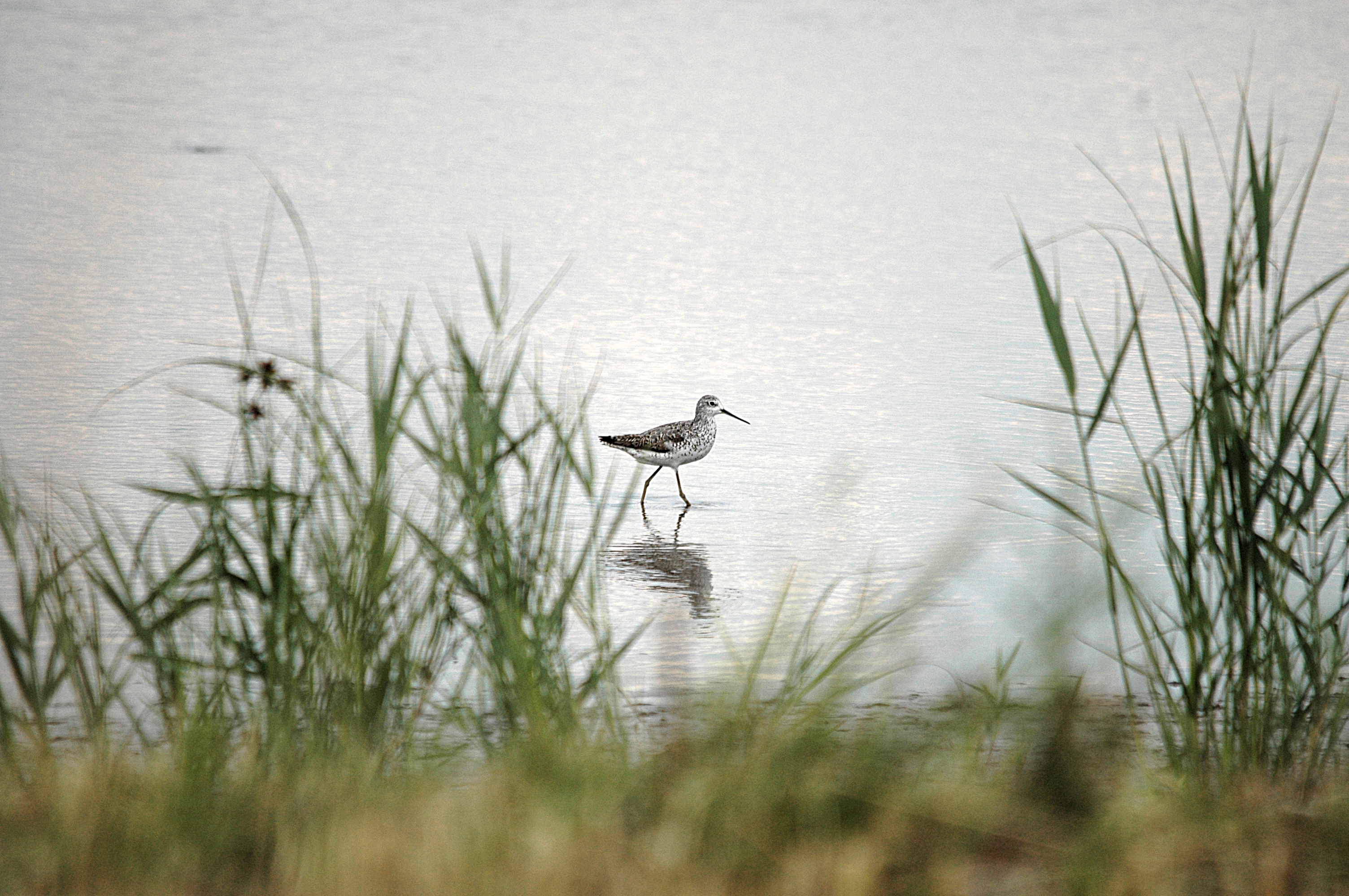 photos/wildlife/Bird_Species/063-Waders/1555-Marsh_Sandpiper/DSC_6845.JPG