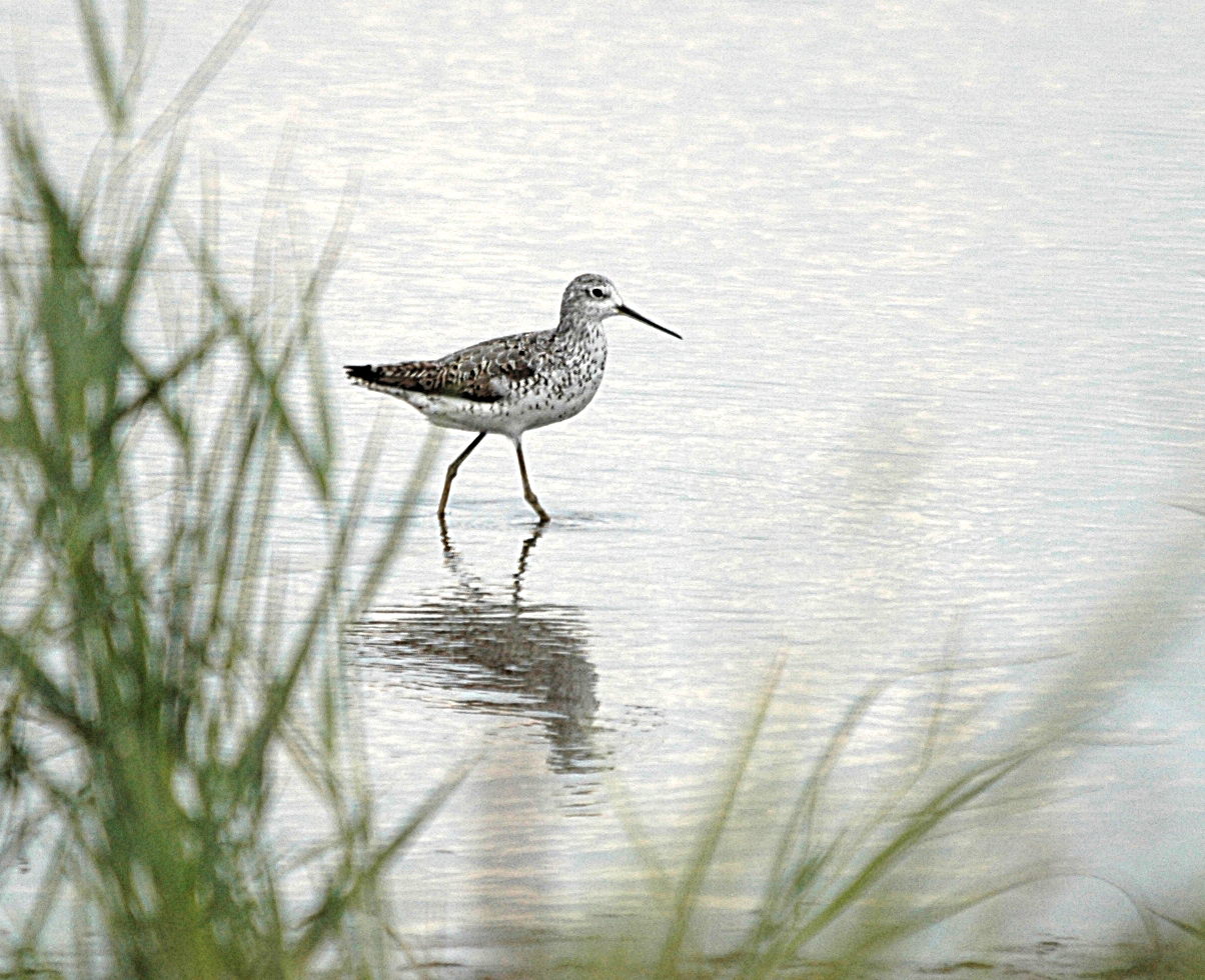photos/wildlife/Bird_Species/063-Waders/1555-Marsh_Sandpiper/DSC_6845_small.jpg