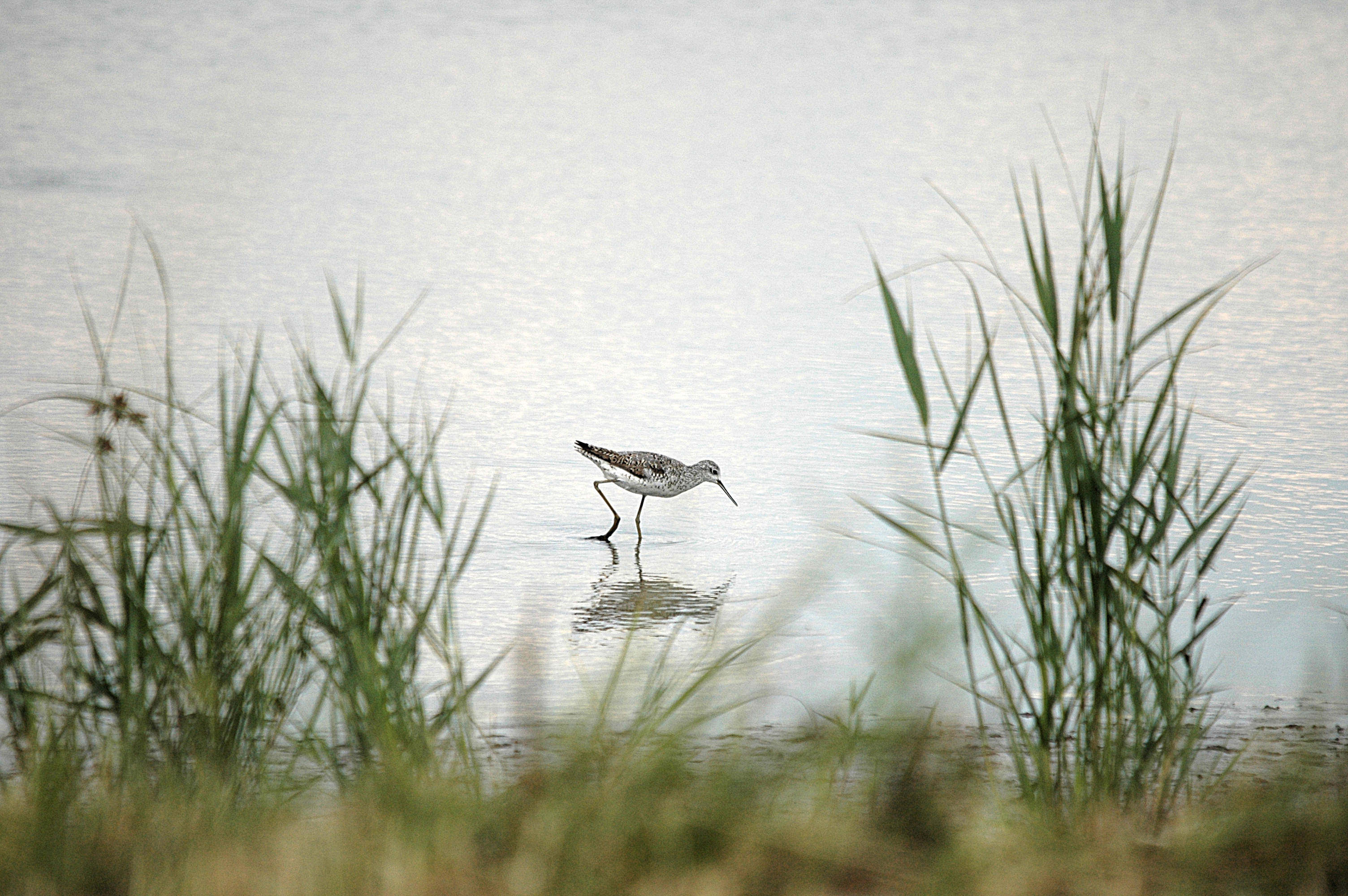 photos/wildlife/Bird_Species/063-Waders/1555-Marsh_Sandpiper/DSC_6846.JPG