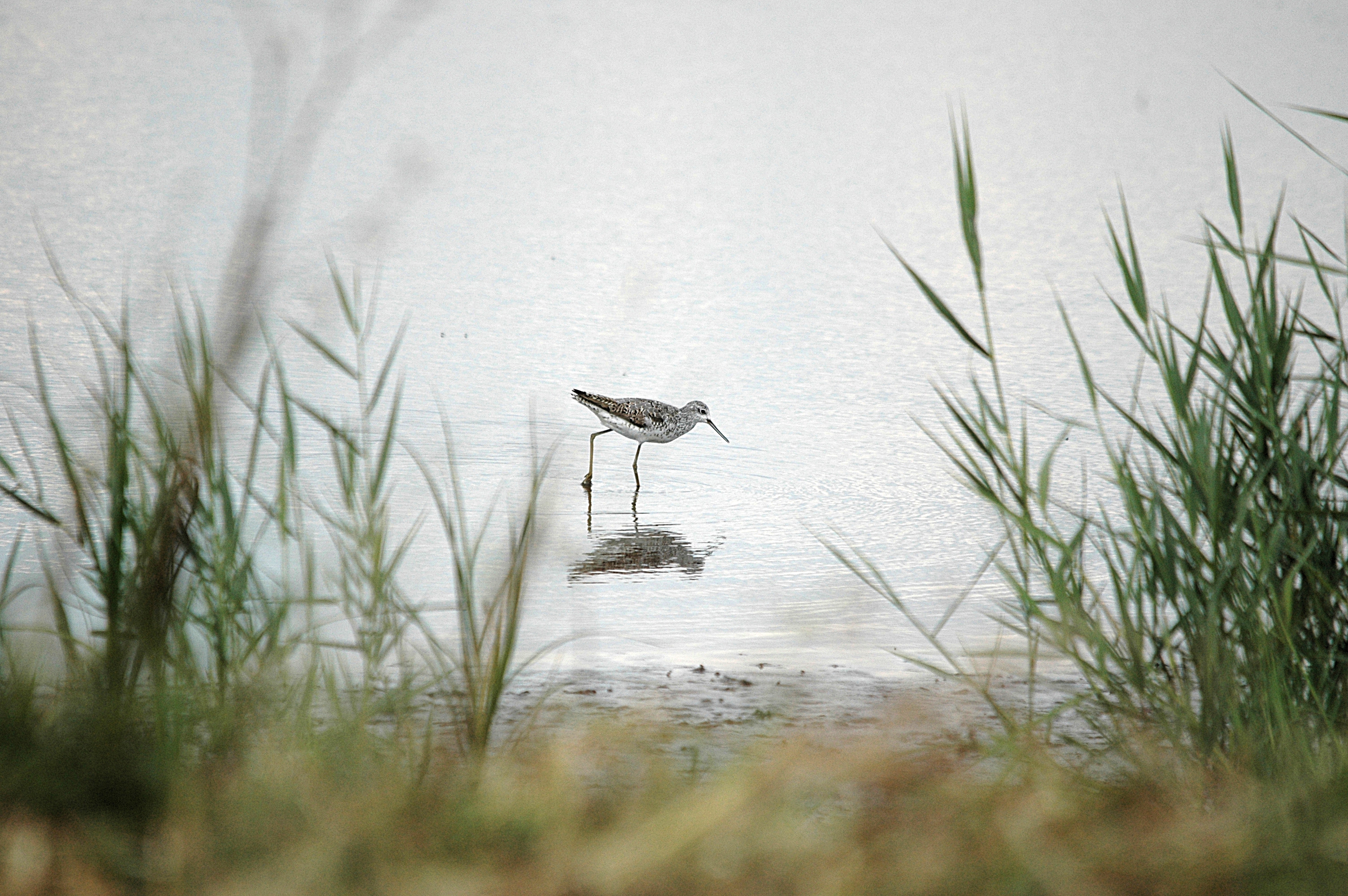photos/wildlife/Bird_Species/063-Waders/1555-Marsh_Sandpiper/DSC_6849.JPG