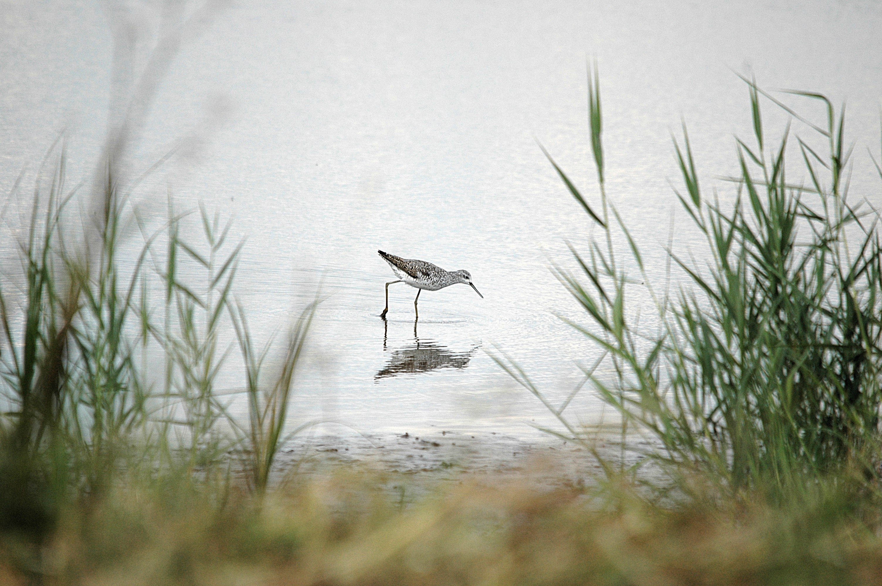 photos/wildlife/Bird_Species/063-Waders/1555-Marsh_Sandpiper/DSC_6850.JPG