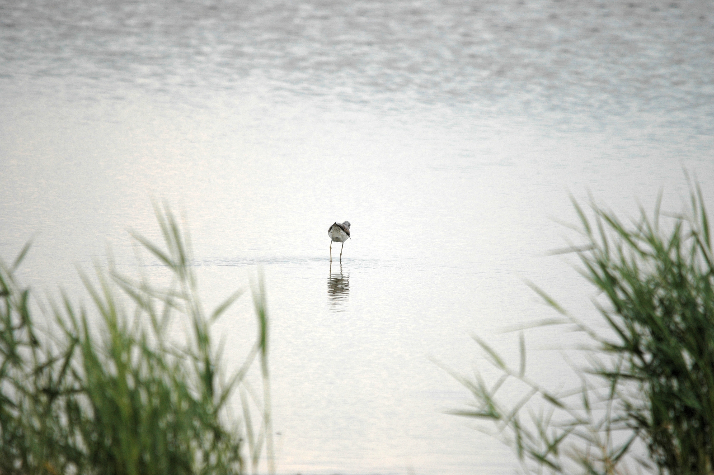 photos/wildlife/Bird_Species/063-Waders/1555-Marsh_Sandpiper/DSC_6852.JPG