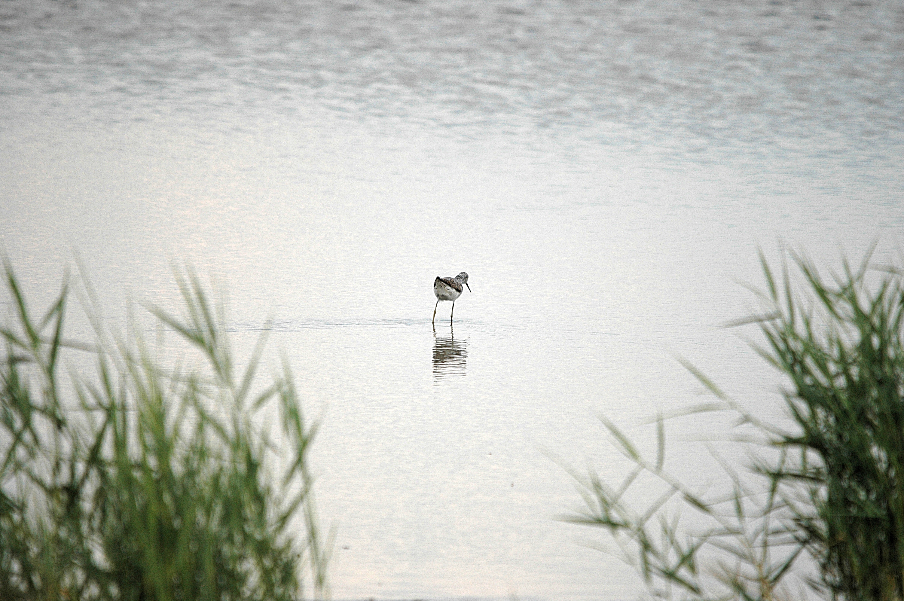 photos/wildlife/Bird_Species/063-Waders/1555-Marsh_Sandpiper/DSC_6853.JPG