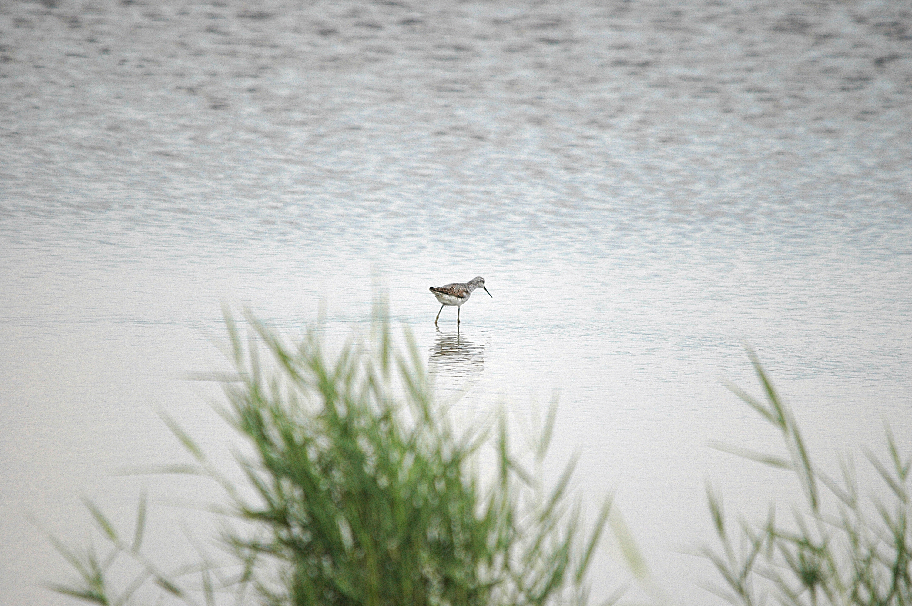 photos/wildlife/Bird_Species/063-Waders/1555-Marsh_Sandpiper/DSC_6855.JPG