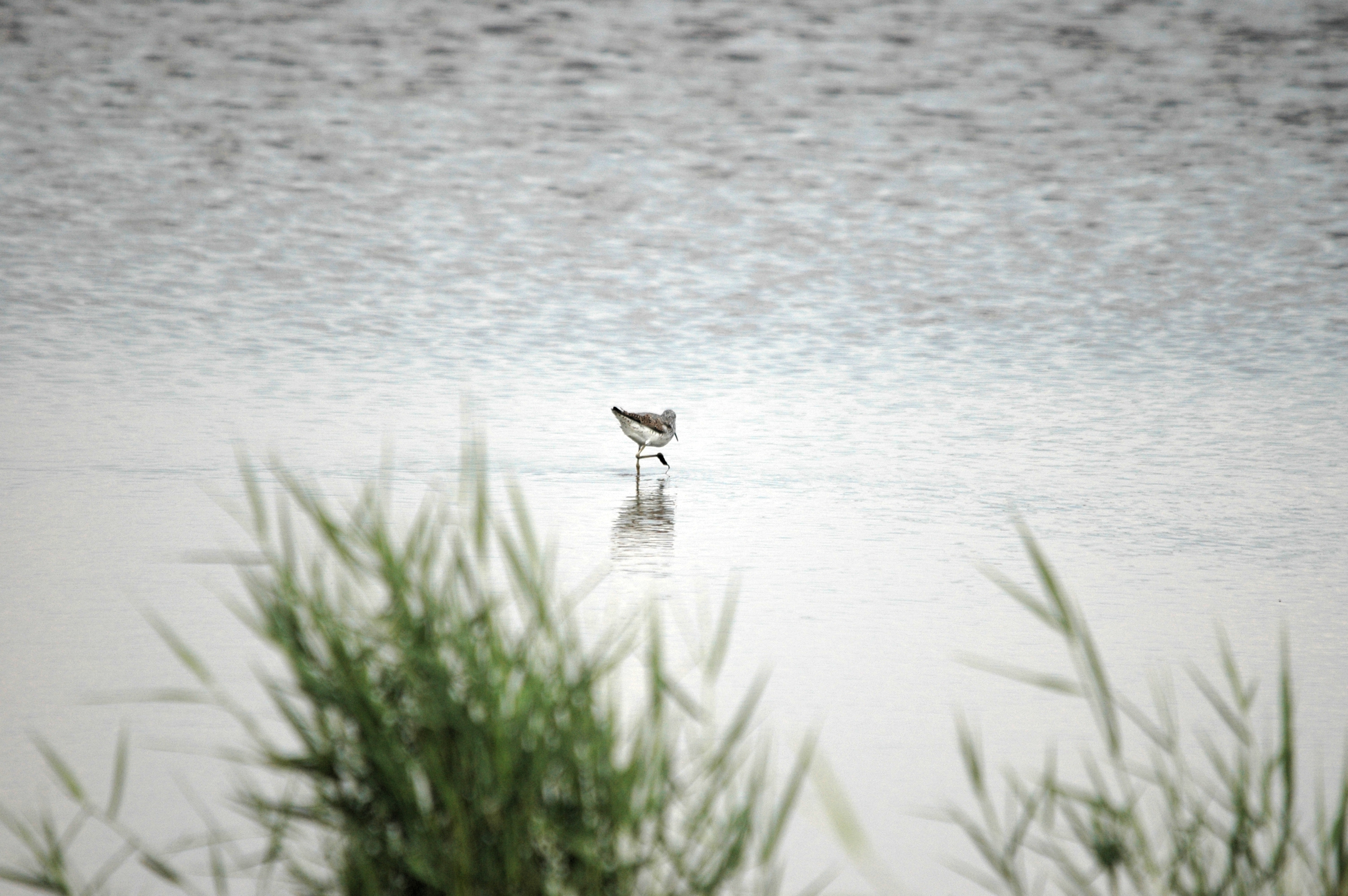 photos/wildlife/Bird_Species/063-Waders/1555-Marsh_Sandpiper/DSC_6856.JPG