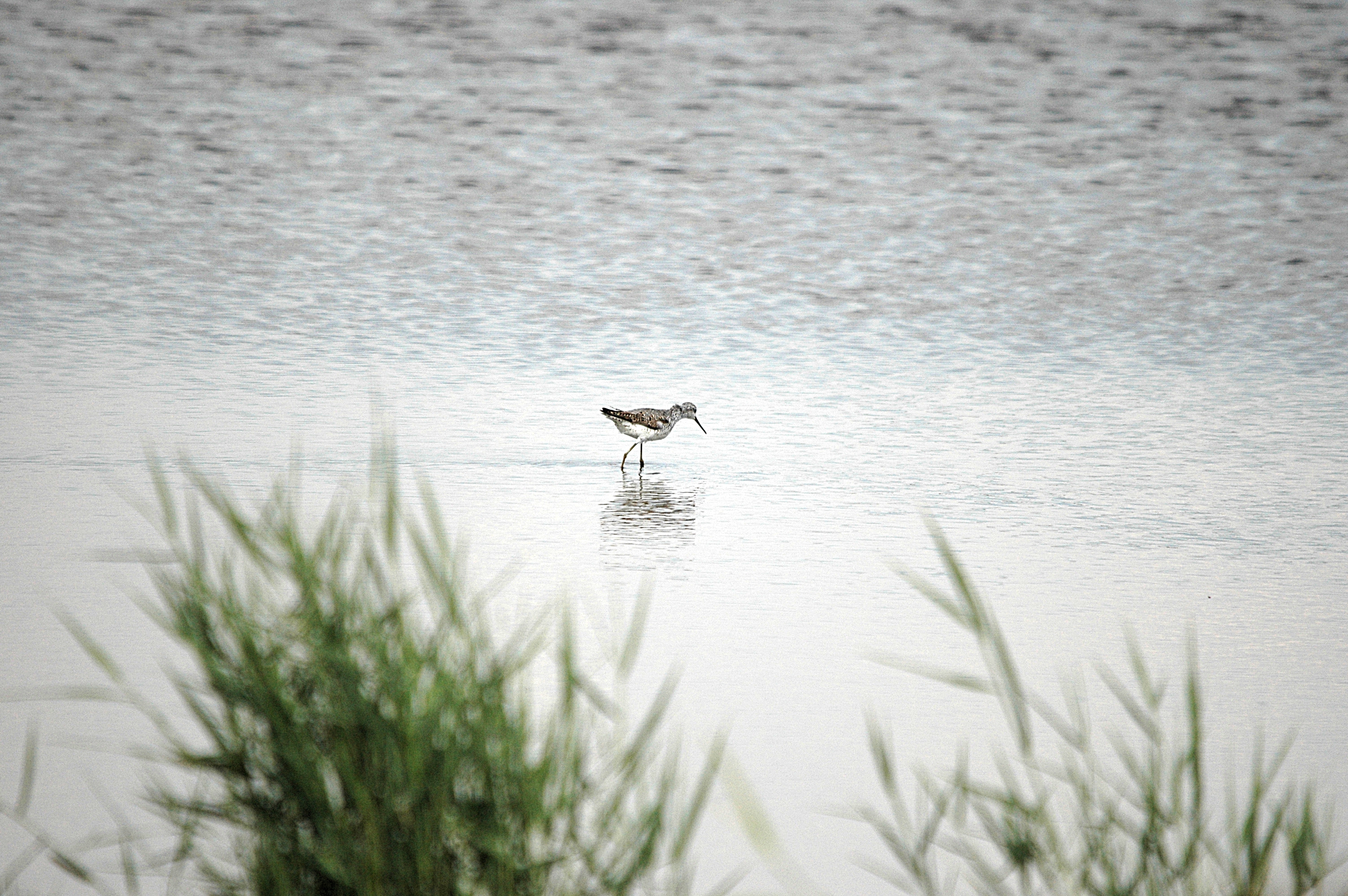 photos/wildlife/Bird_Species/063-Waders/1555-Marsh_Sandpiper/DSC_6857.JPG