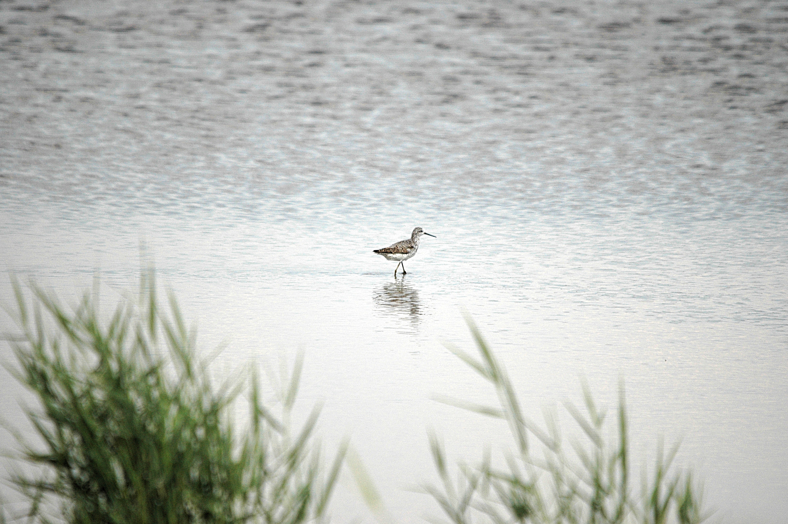photos/wildlife/Bird_Species/063-Waders/1555-Marsh_Sandpiper/DSC_6859.JPG