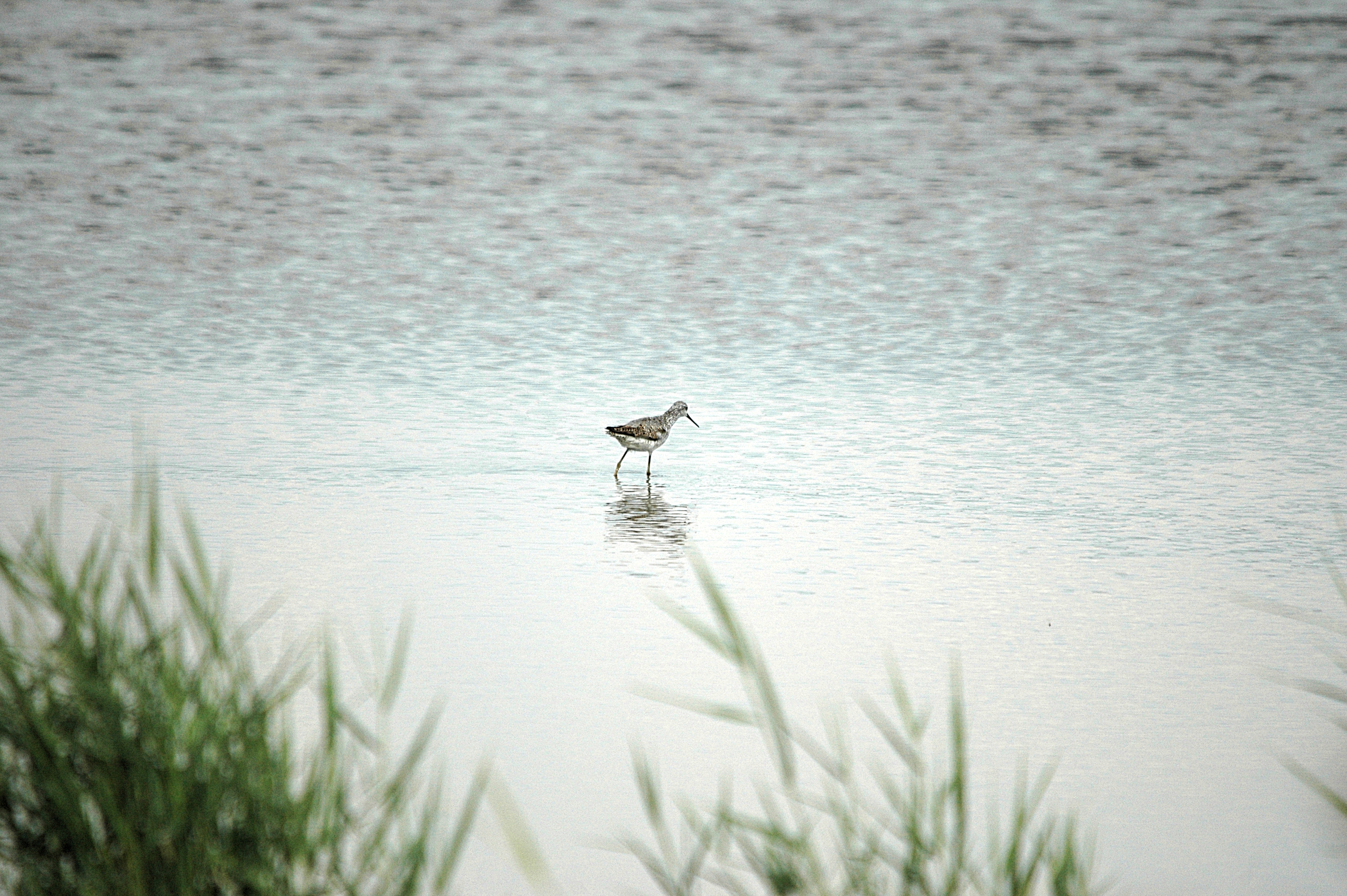 photos/wildlife/Bird_Species/063-Waders/1555-Marsh_Sandpiper/DSC_6860.JPG