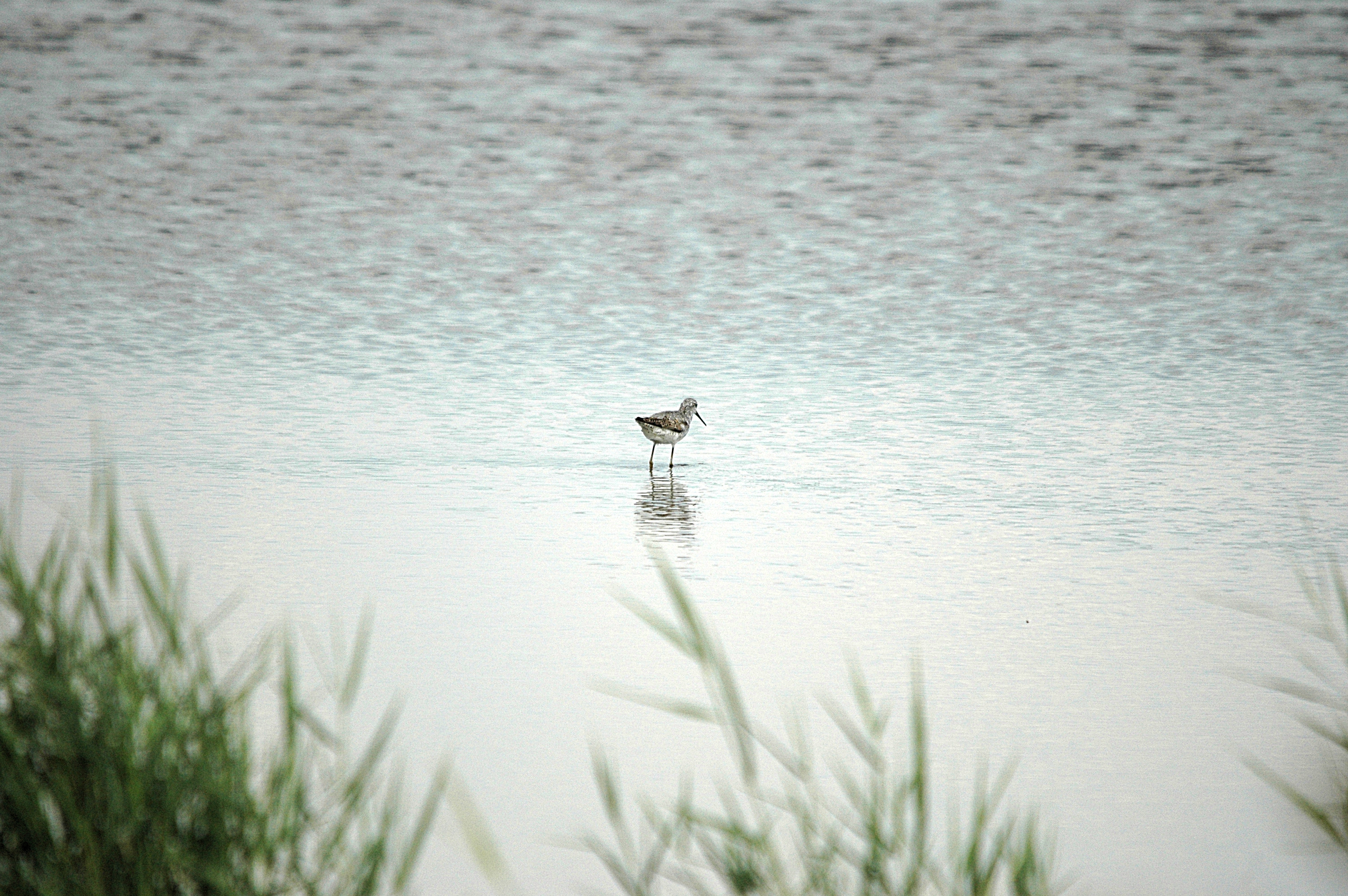 photos/wildlife/Bird_Species/063-Waders/1555-Marsh_Sandpiper/DSC_6861.JPG