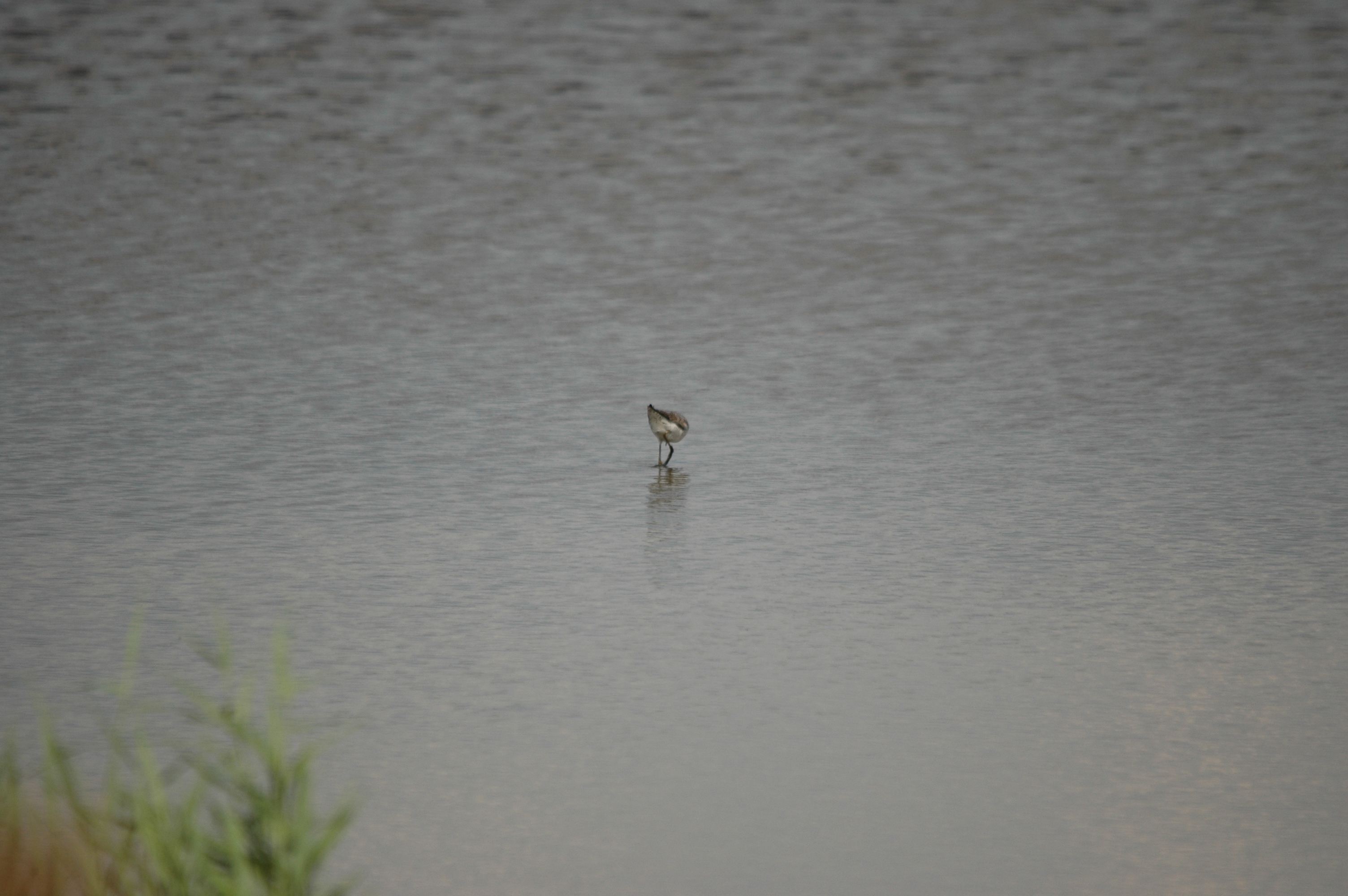 photos/wildlife/Bird_Species/063-Waders/1555-Marsh_Sandpiper/DSC_6862.JPG