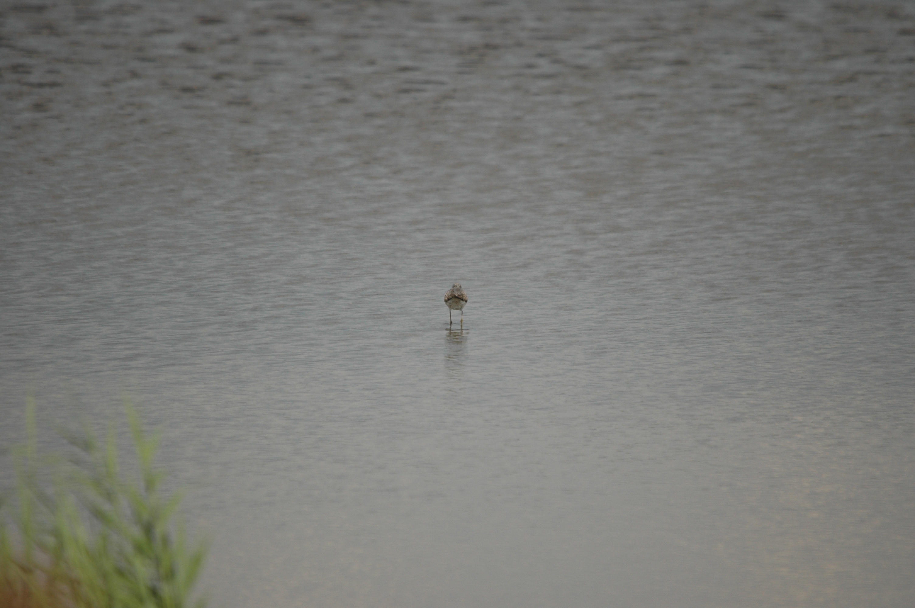photos/wildlife/Bird_Species/063-Waders/1555-Marsh_Sandpiper/DSC_6863.JPG