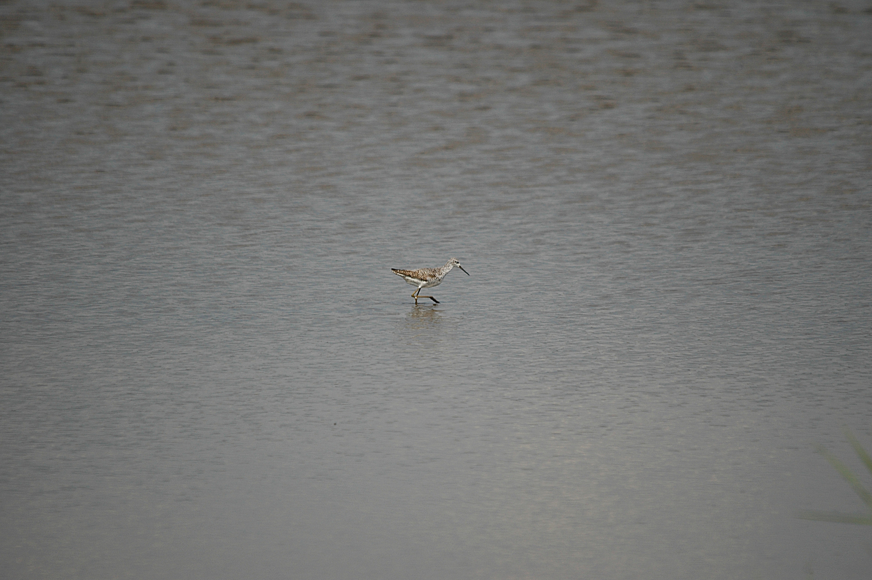 photos/wildlife/Bird_Species/063-Waders/1555-Marsh_Sandpiper/DSC_6864.JPG