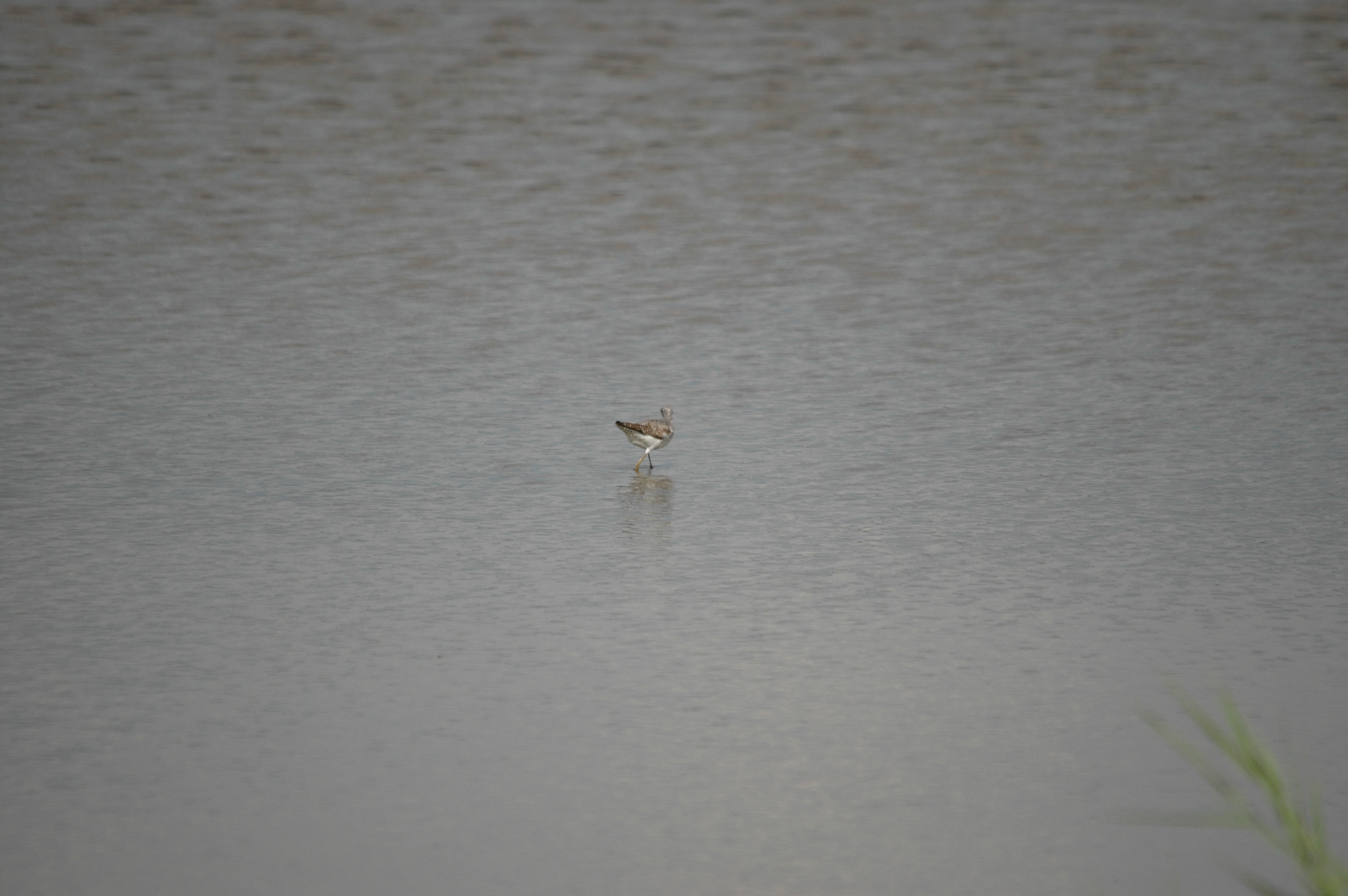 photos/wildlife/Bird_Species/063-Waders/1555-Marsh_Sandpiper/DSC_6865.JPG