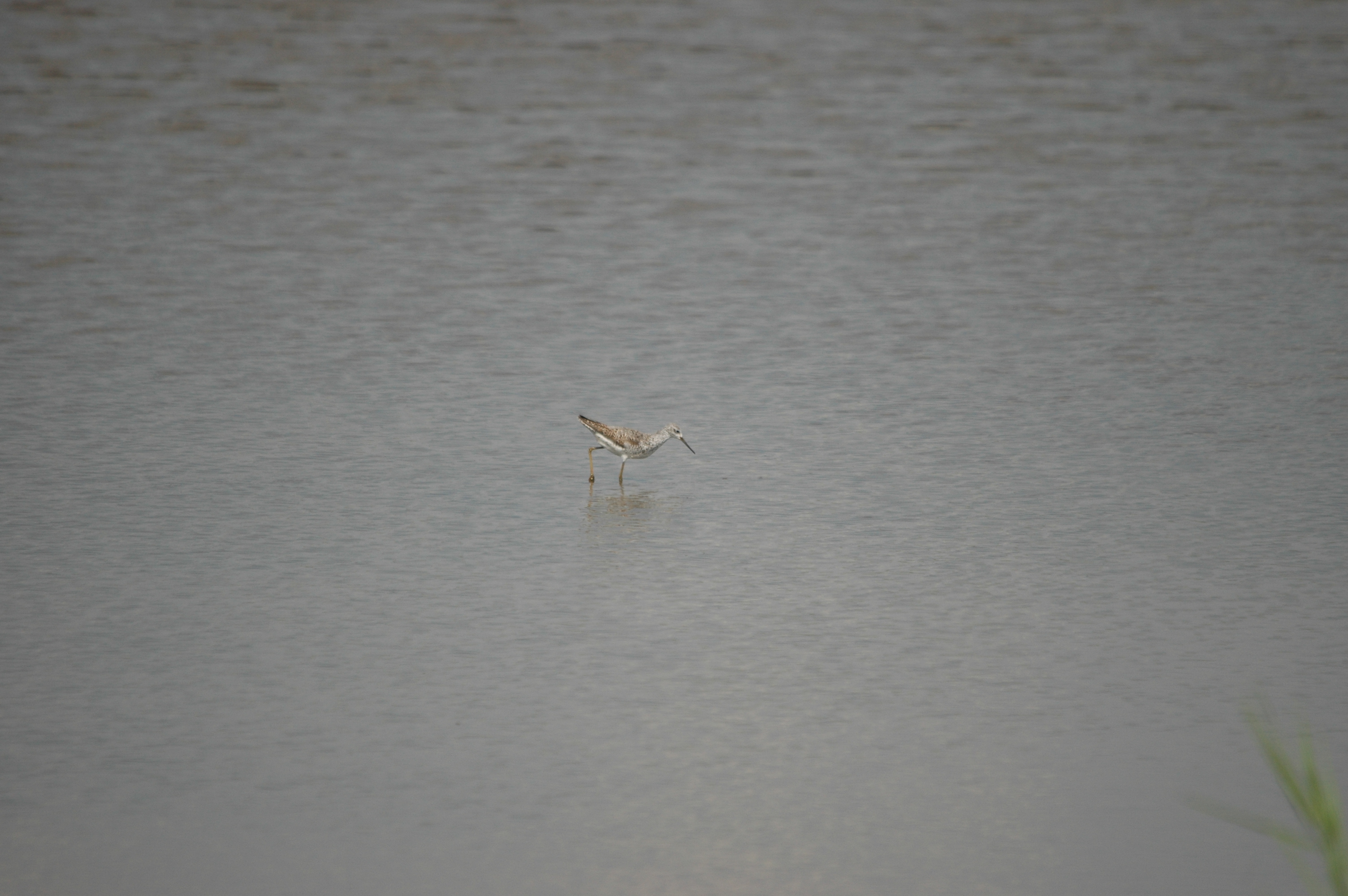 photos/wildlife/Bird_Species/063-Waders/1555-Marsh_Sandpiper/DSC_6866.JPG