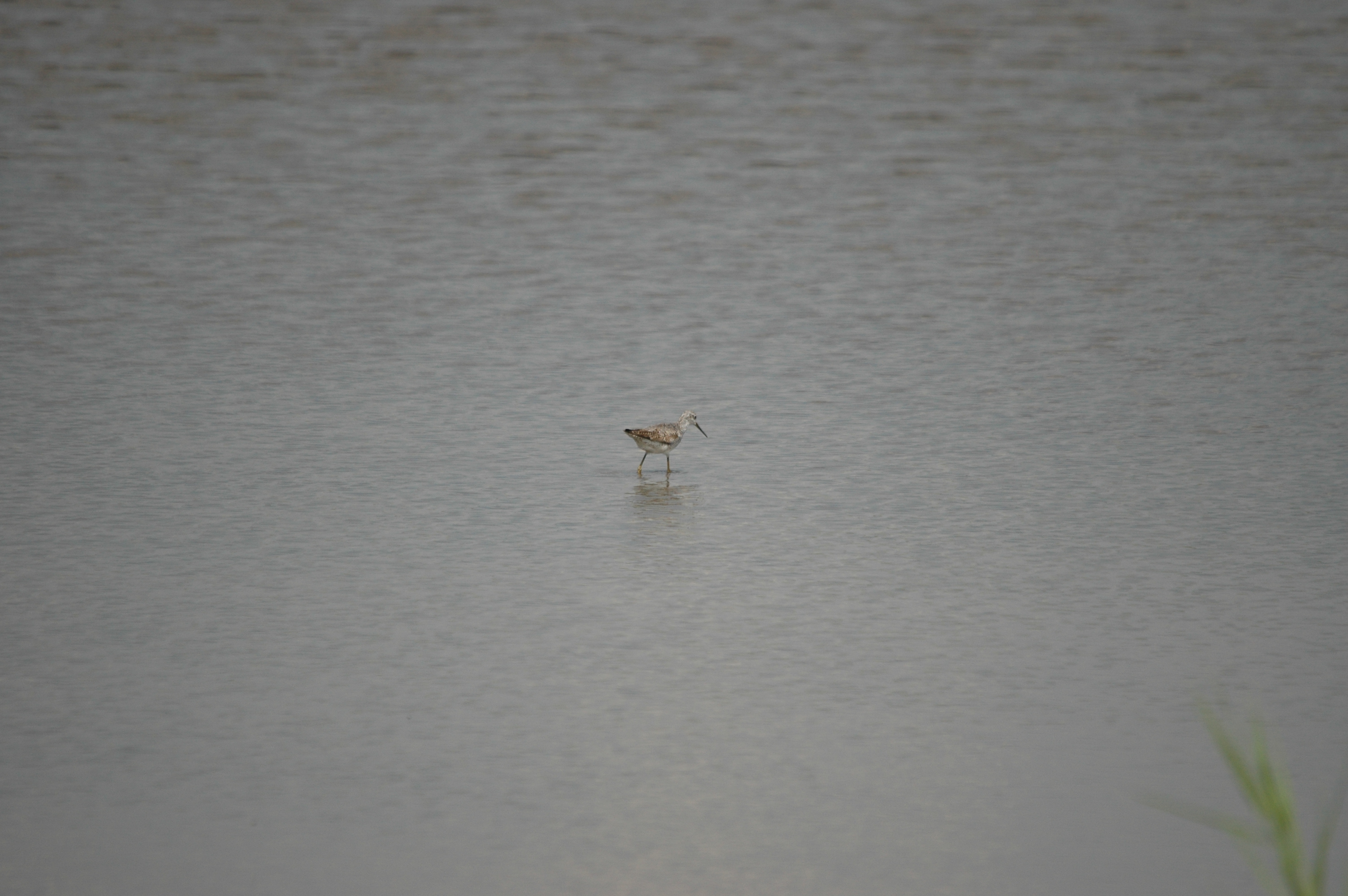 photos/wildlife/Bird_Species/063-Waders/1555-Marsh_Sandpiper/DSC_6867.JPG