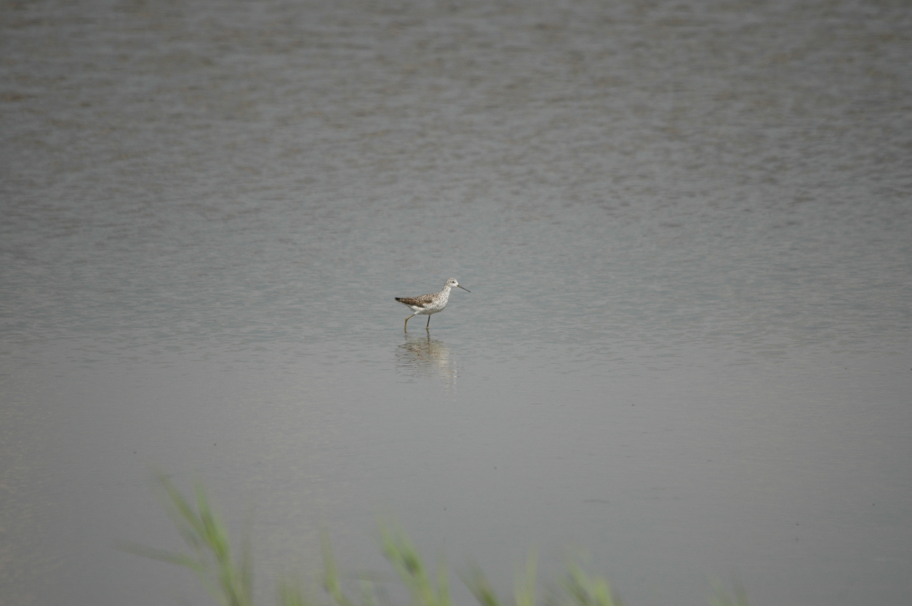 photos/wildlife/Bird_Species/063-Waders/1555-Marsh_Sandpiper/DSC_6874.JPG