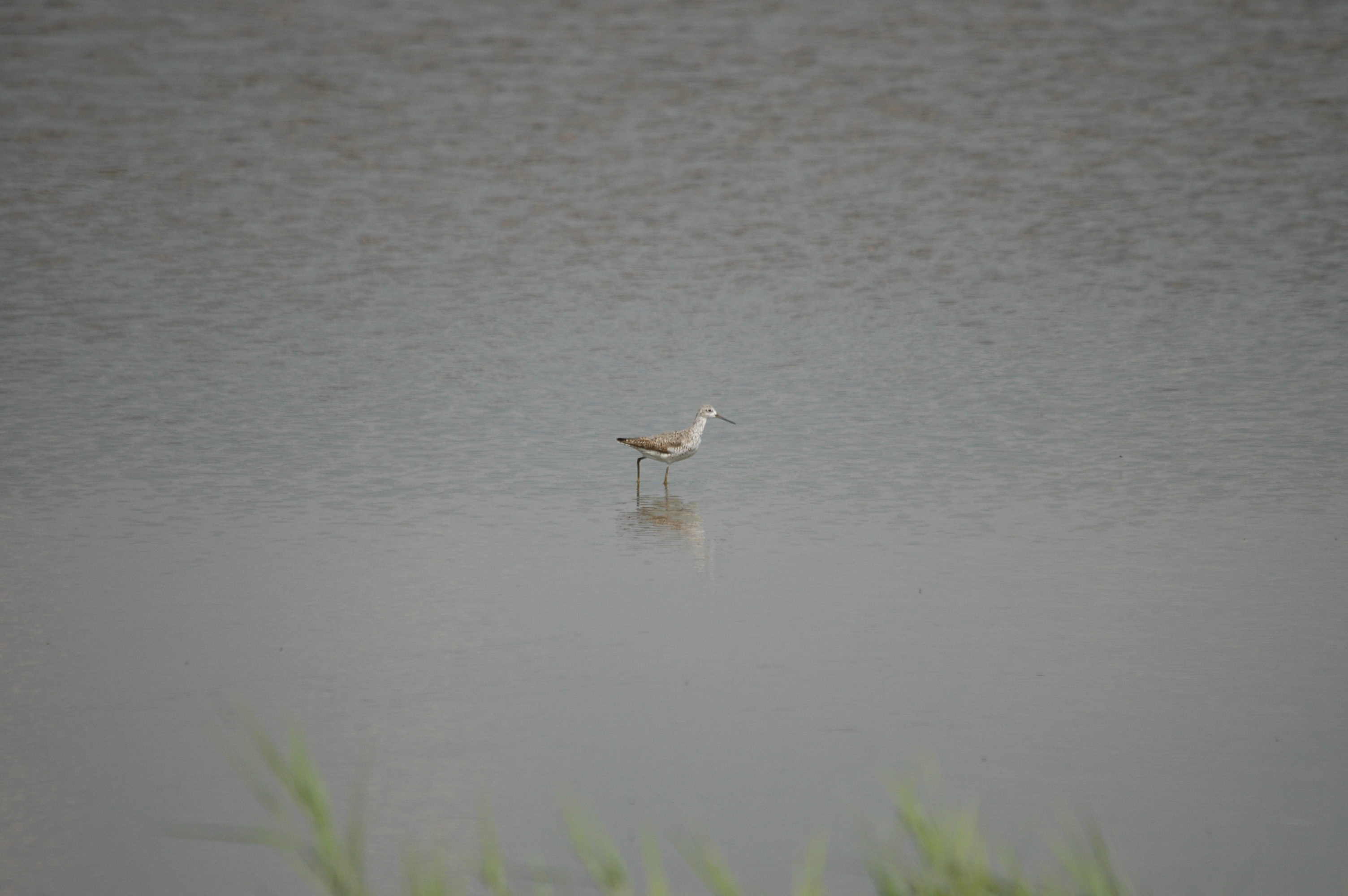 photos/wildlife/Bird_Species/063-Waders/1555-Marsh_Sandpiper/DSC_6875.JPG
