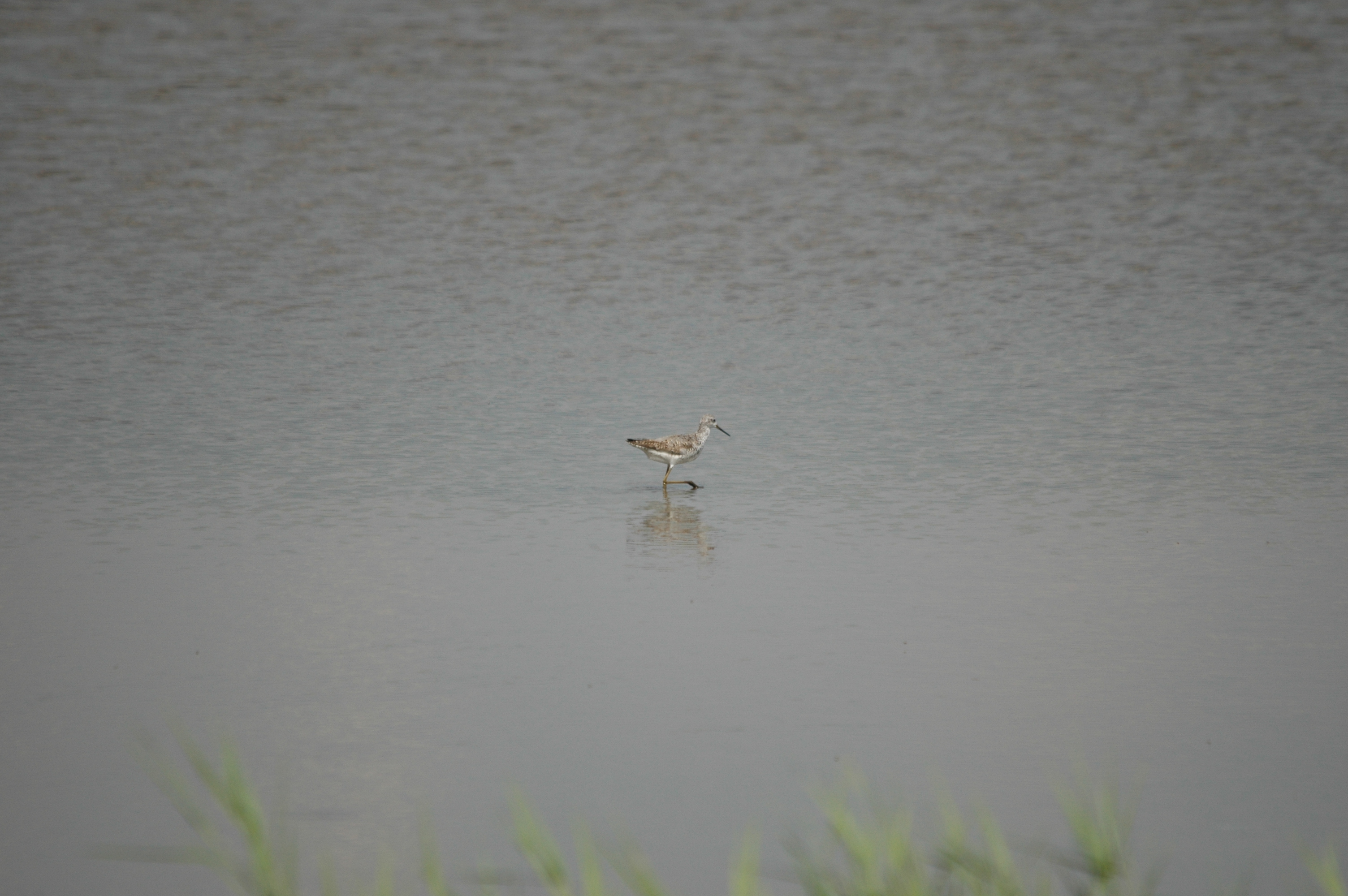 photos/wildlife/Bird_Species/063-Waders/1555-Marsh_Sandpiper/DSC_6876.JPG
